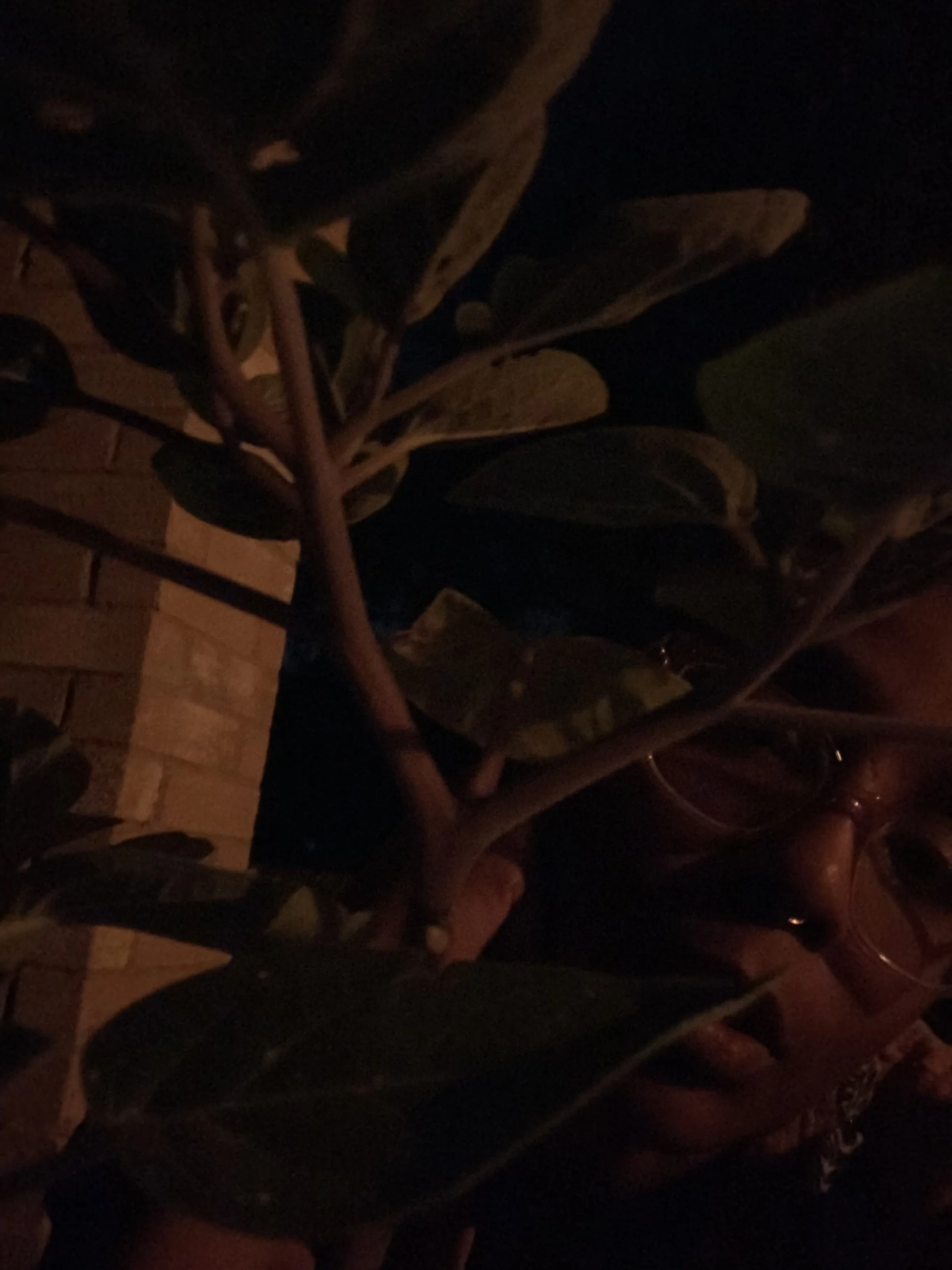 Jourdan, wearing glasses and a septum peircing ,on her “Poison Porch,” with a young angel’s trumpet (Brugmansia supernova) plant partially covering her face. it is nighttime, so the picture is dark.