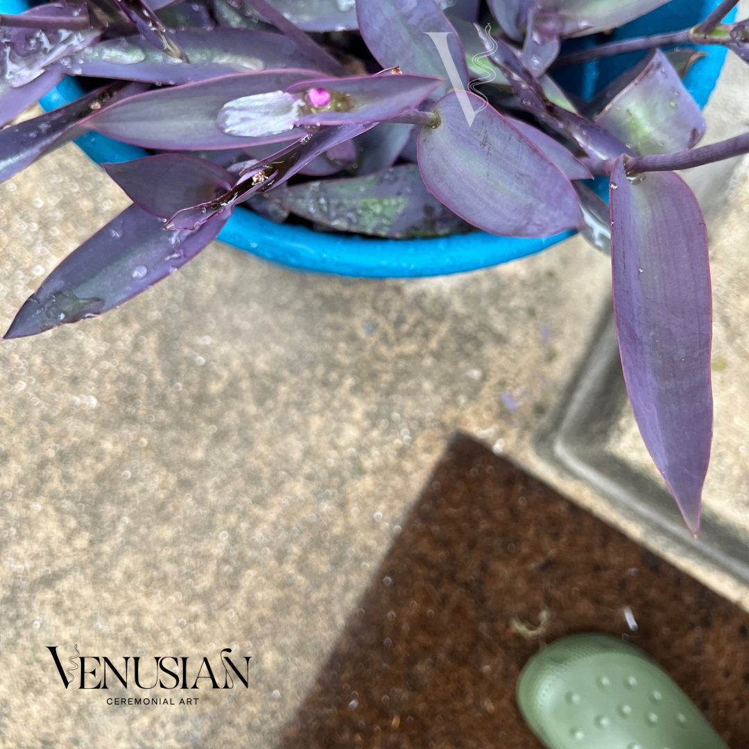 a blue pot of purple heart plant, with morning dew on the leaves and a pink flower beginning to sprout. a green rainboot on an outdoor mat is in the bottom right corner.