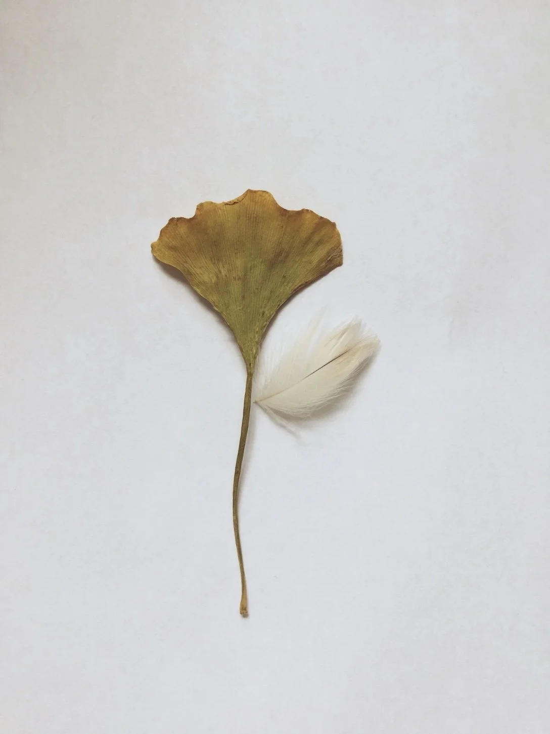 feather on a plain white background.Dried ginkgo leaf and feather — herbal medicine and naturopathic care