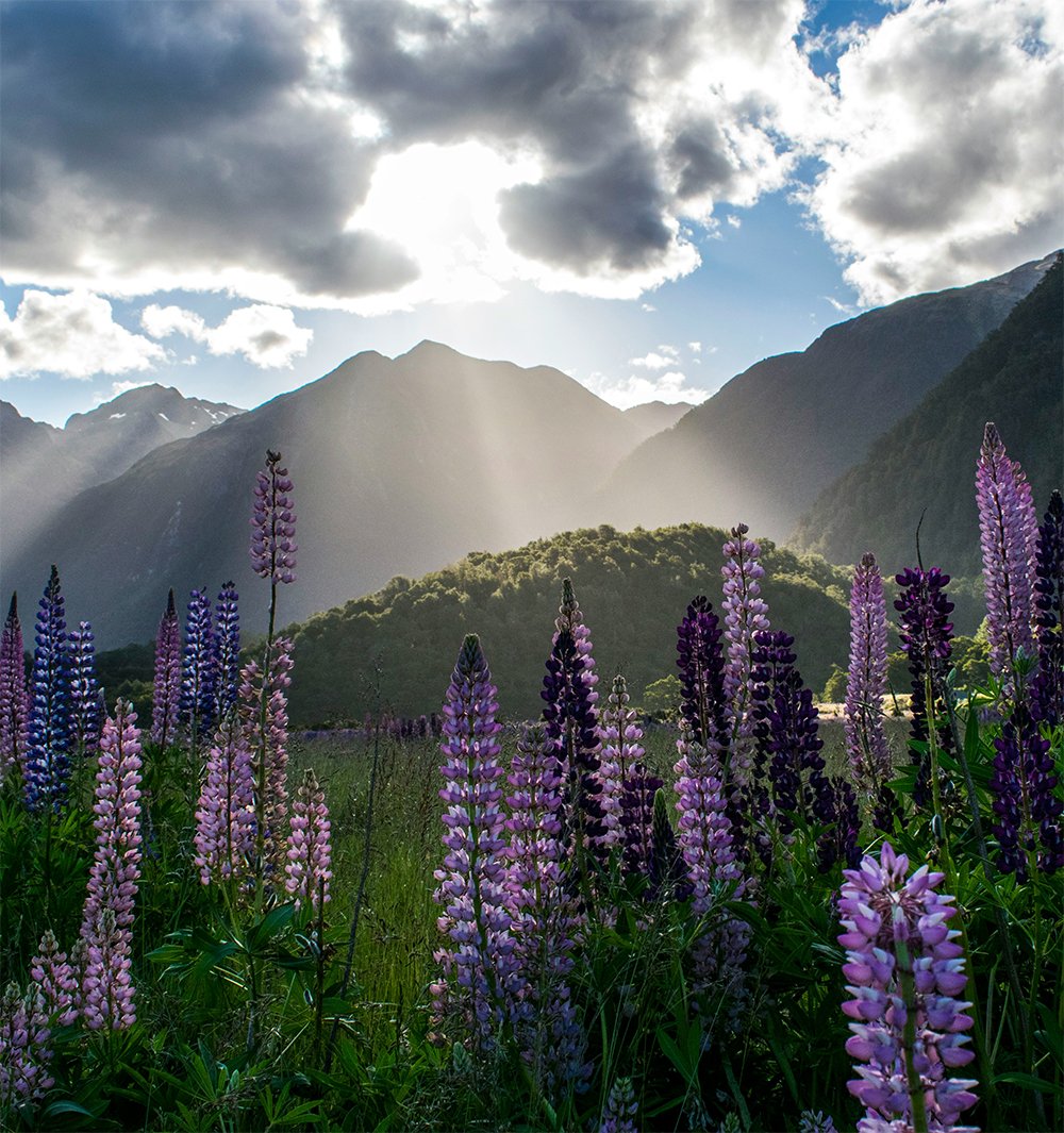 Mountains with a cloudy sky and sunlight shining through, purple lupine flowers in the foreground, lush green hills.