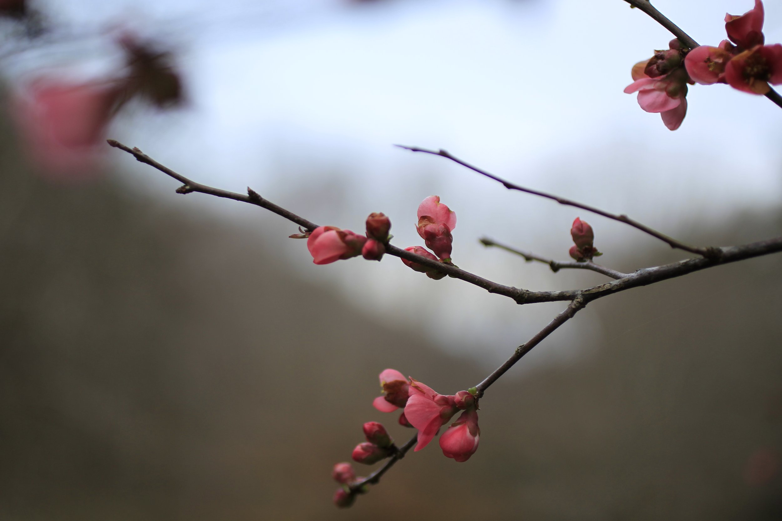 Close-up of pink flowers blooming on a thin tree branch, with a blurred background and cloudy sky.