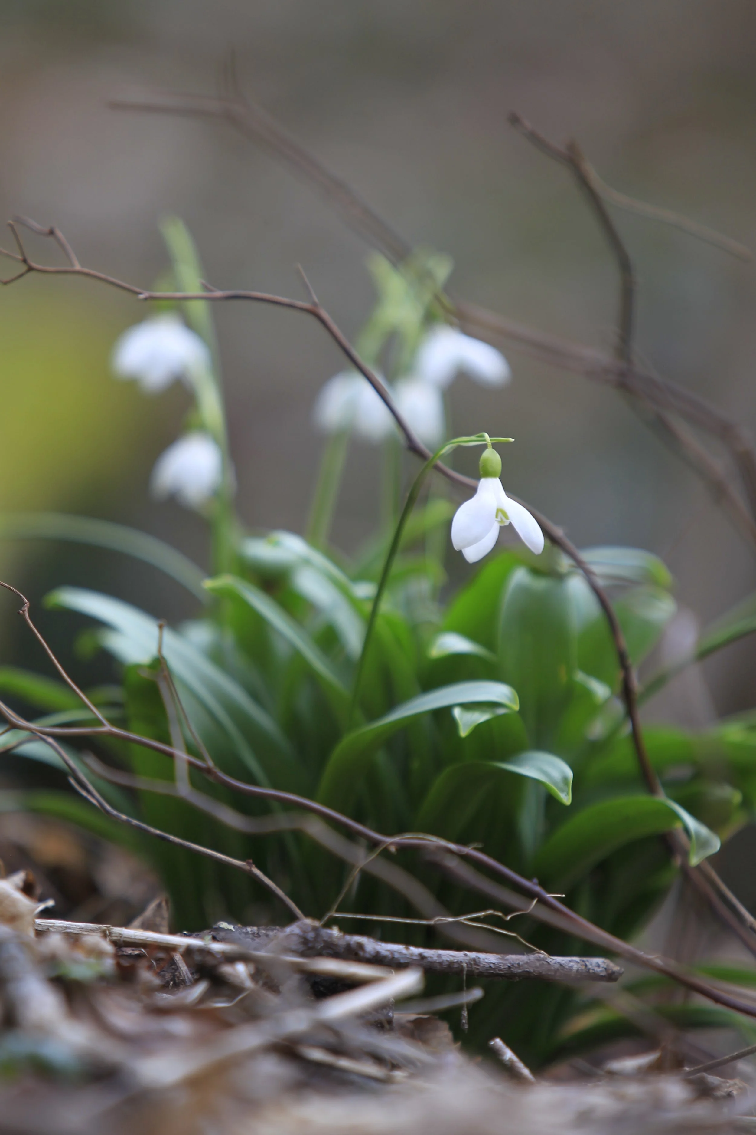 Close-up of small white flowers with green leaves and thin branches in a natural setting.