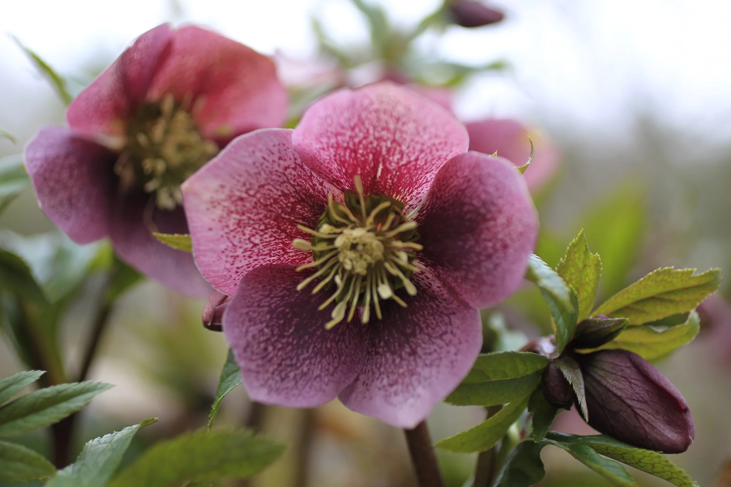 Close-up of pink flowers with green leaves on a branch.