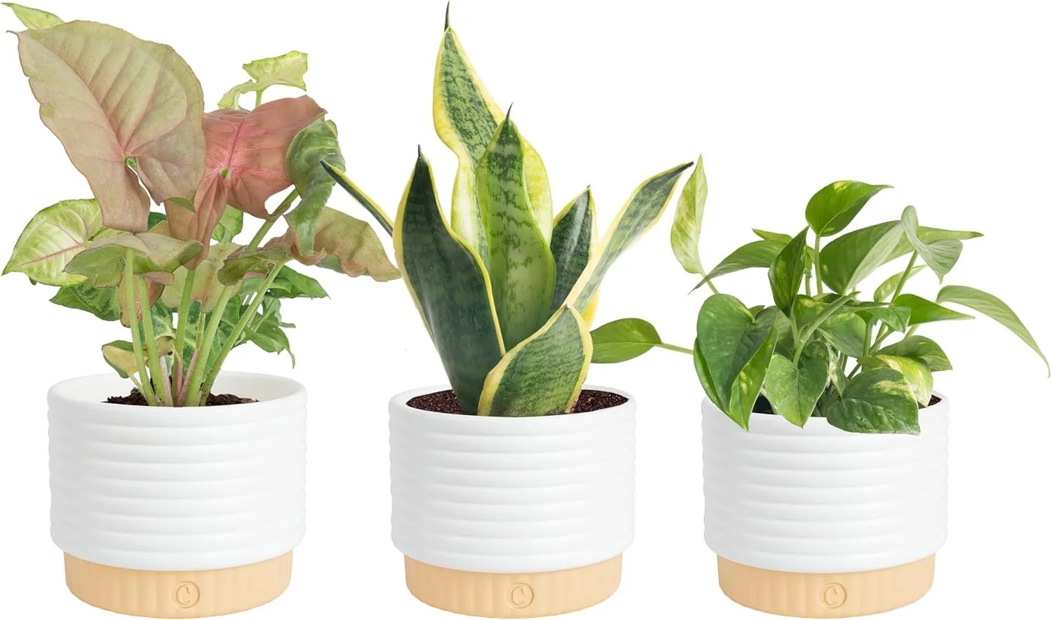 Three potted houseplants with green foliage in white ribbed pots on a white background.