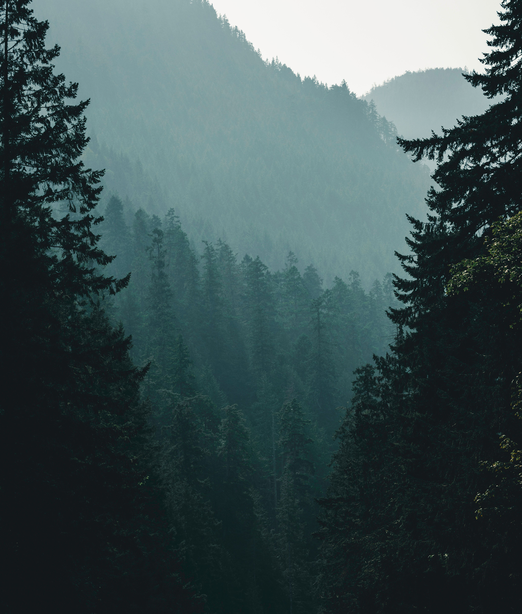 A forest scene with tall pine trees surrounding a mountain range, with a misty or foggy atmosphere.