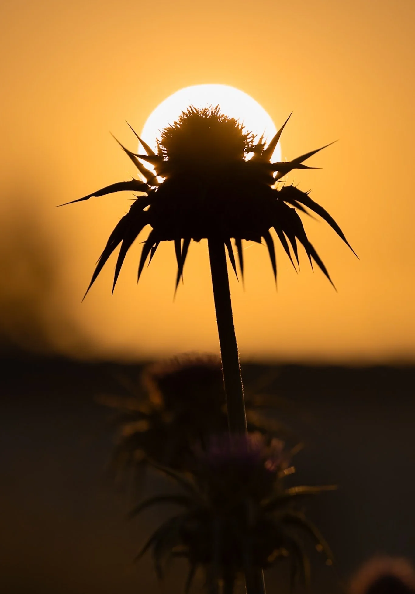 A dried thistle silhouetted against the glowing sun at sunset.