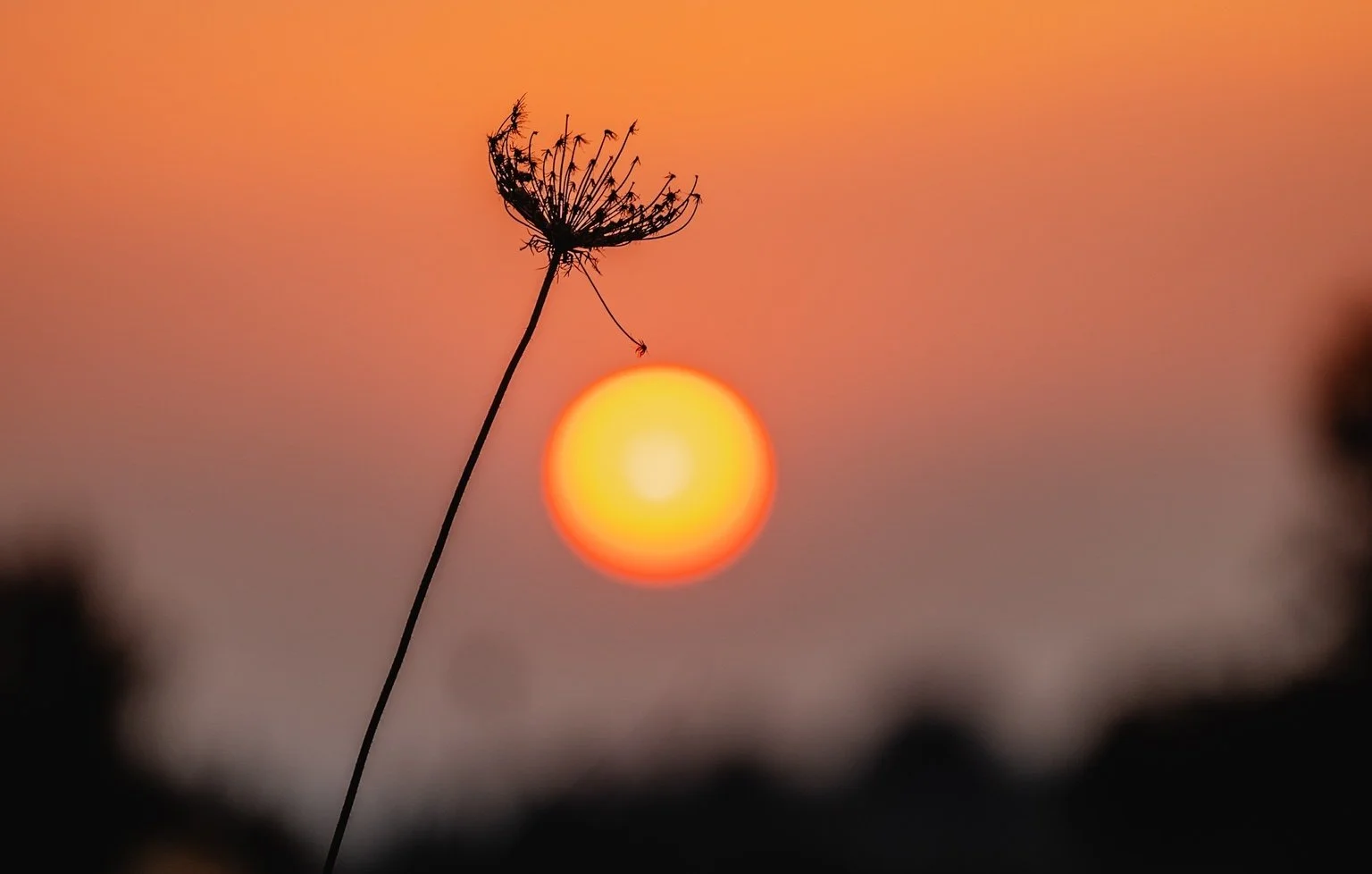 A dried stem silhouetted as if holding the setting sun.