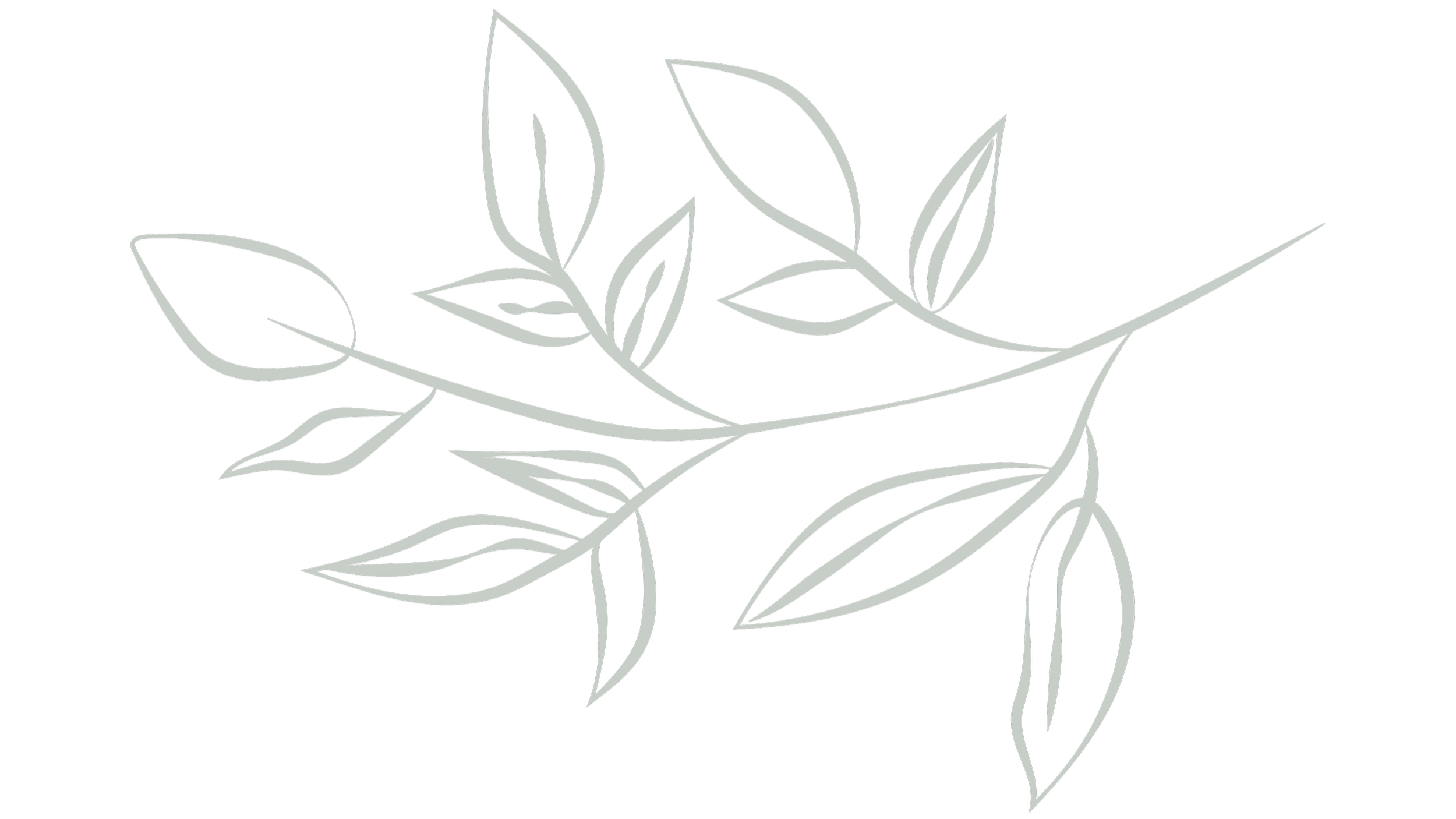 A black background with a white outline drawing of multiple leaves and branches arranged decoratively.
