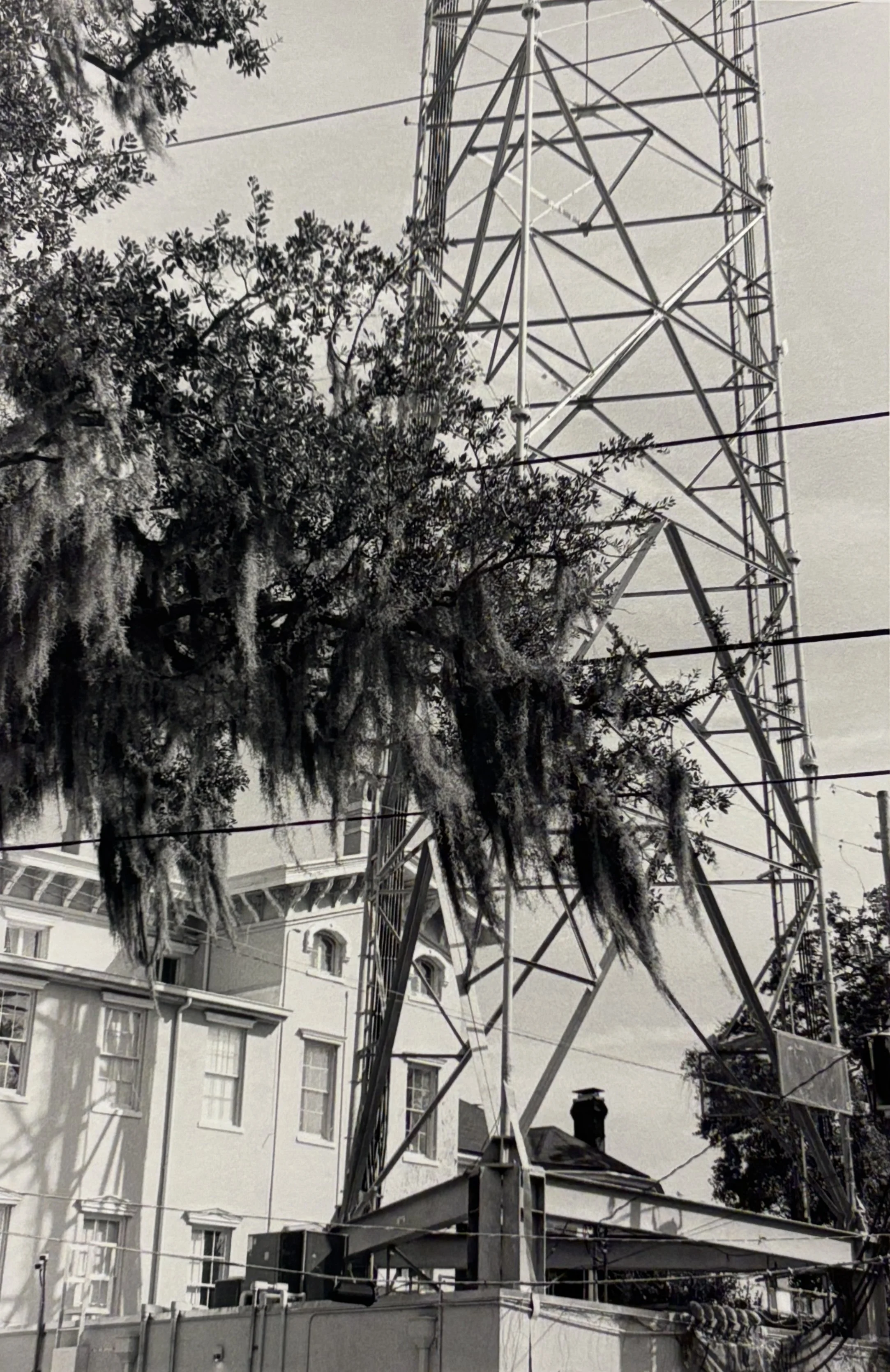 W202602_MiaScialdone_Photo218_NatureReclaimingSavannah_IV.jpg.jpg