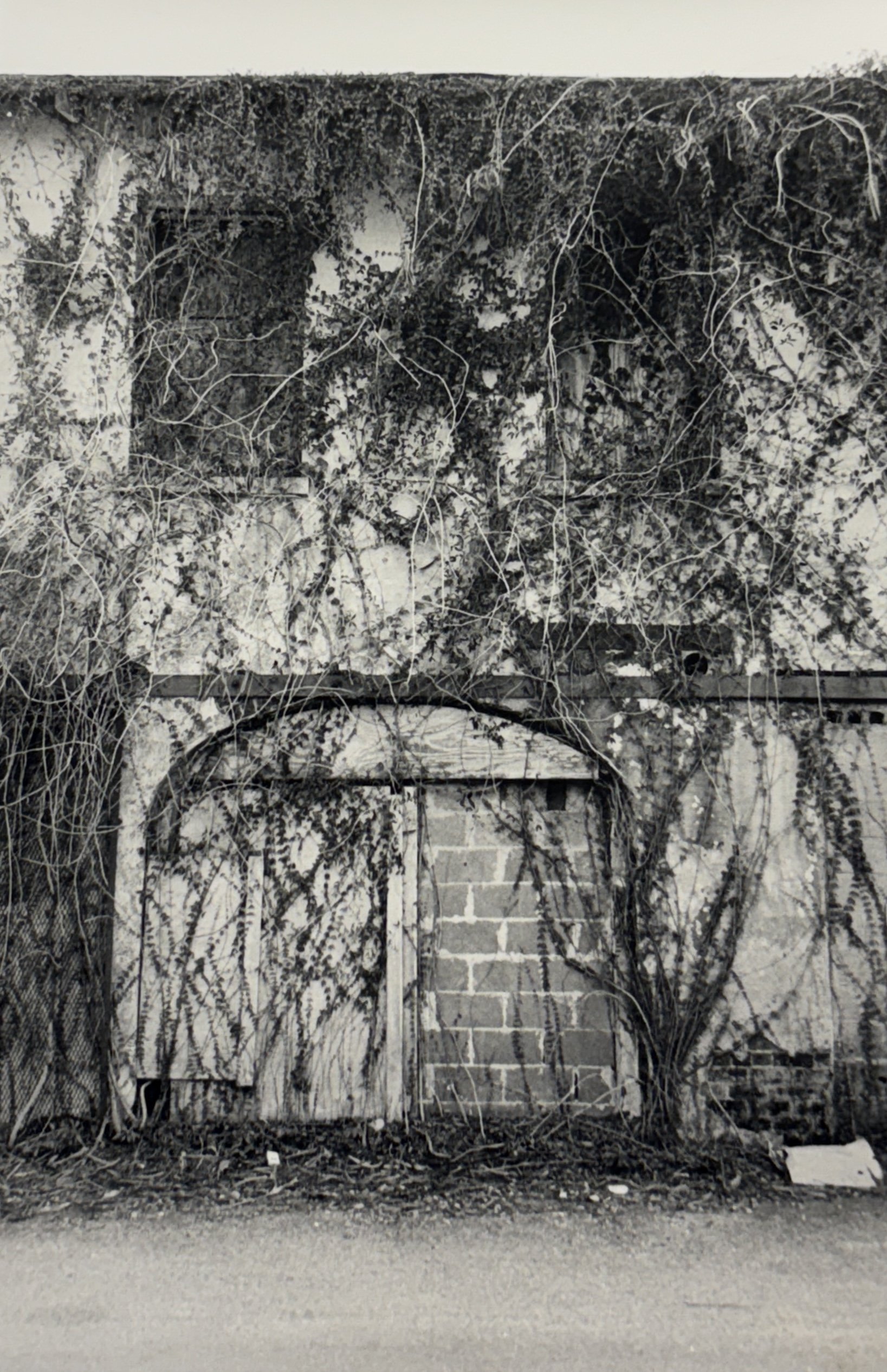 W202602_MiaScialdone_Photo218_NatureReclaimingSavannah_II.jpg