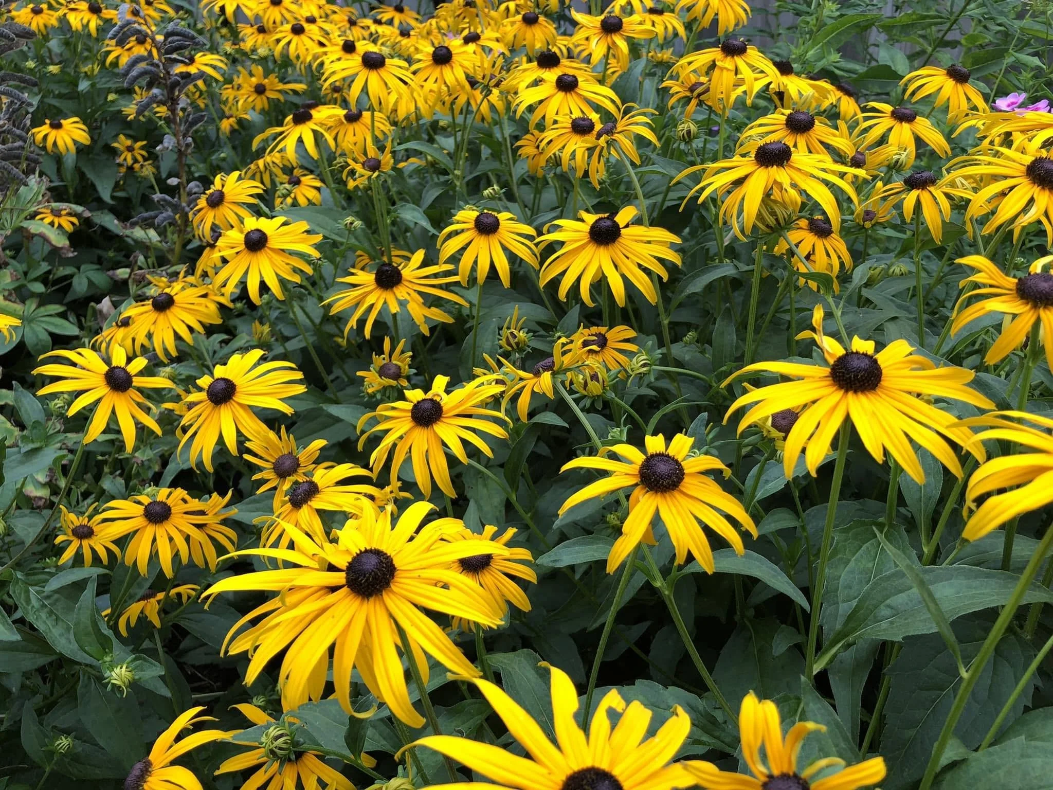 Black-eyed Susans,  (Elisabeth R. Jones, 2024)
