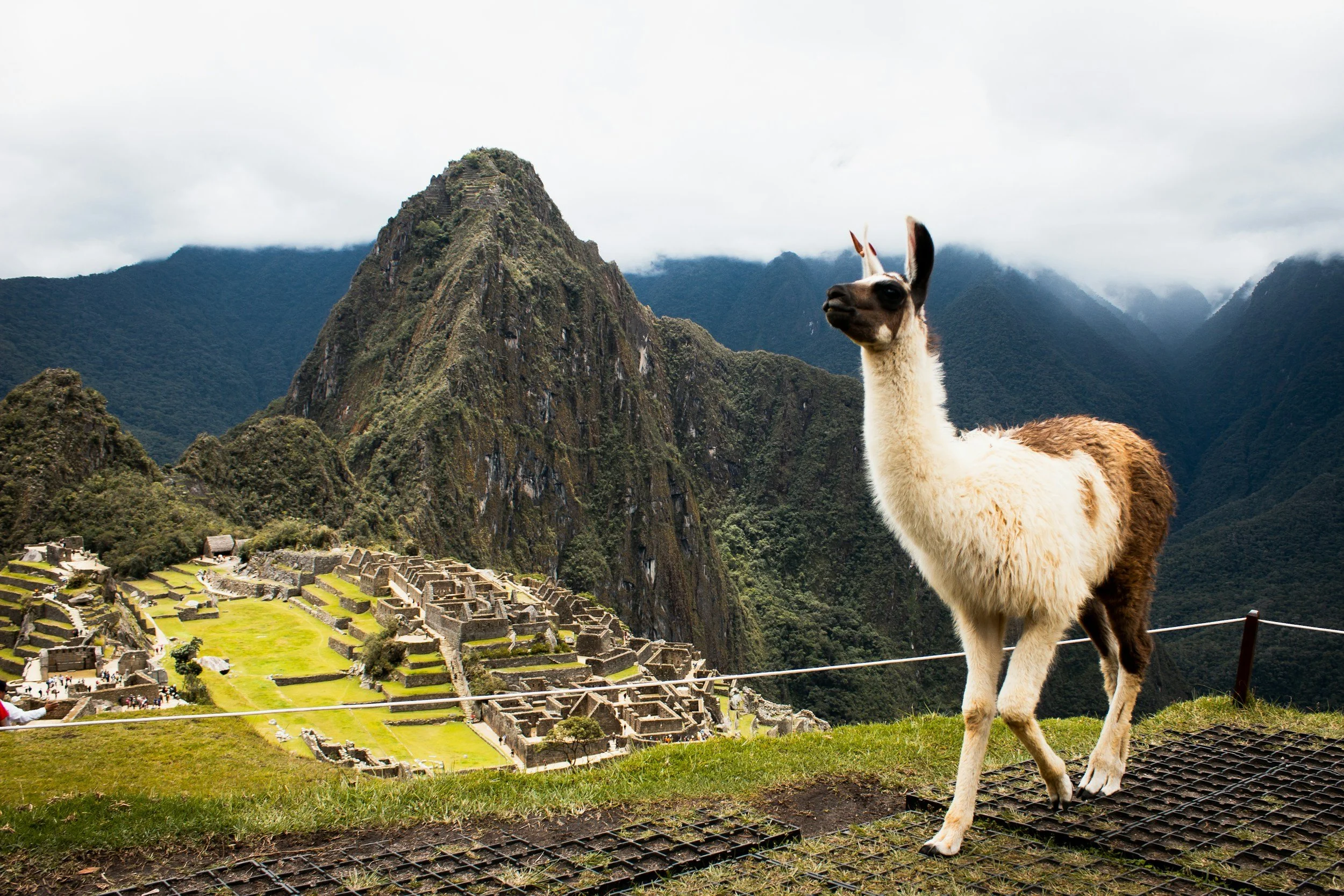 Llama standing on green grass with Machu Picchu ruins and mountains in the background.