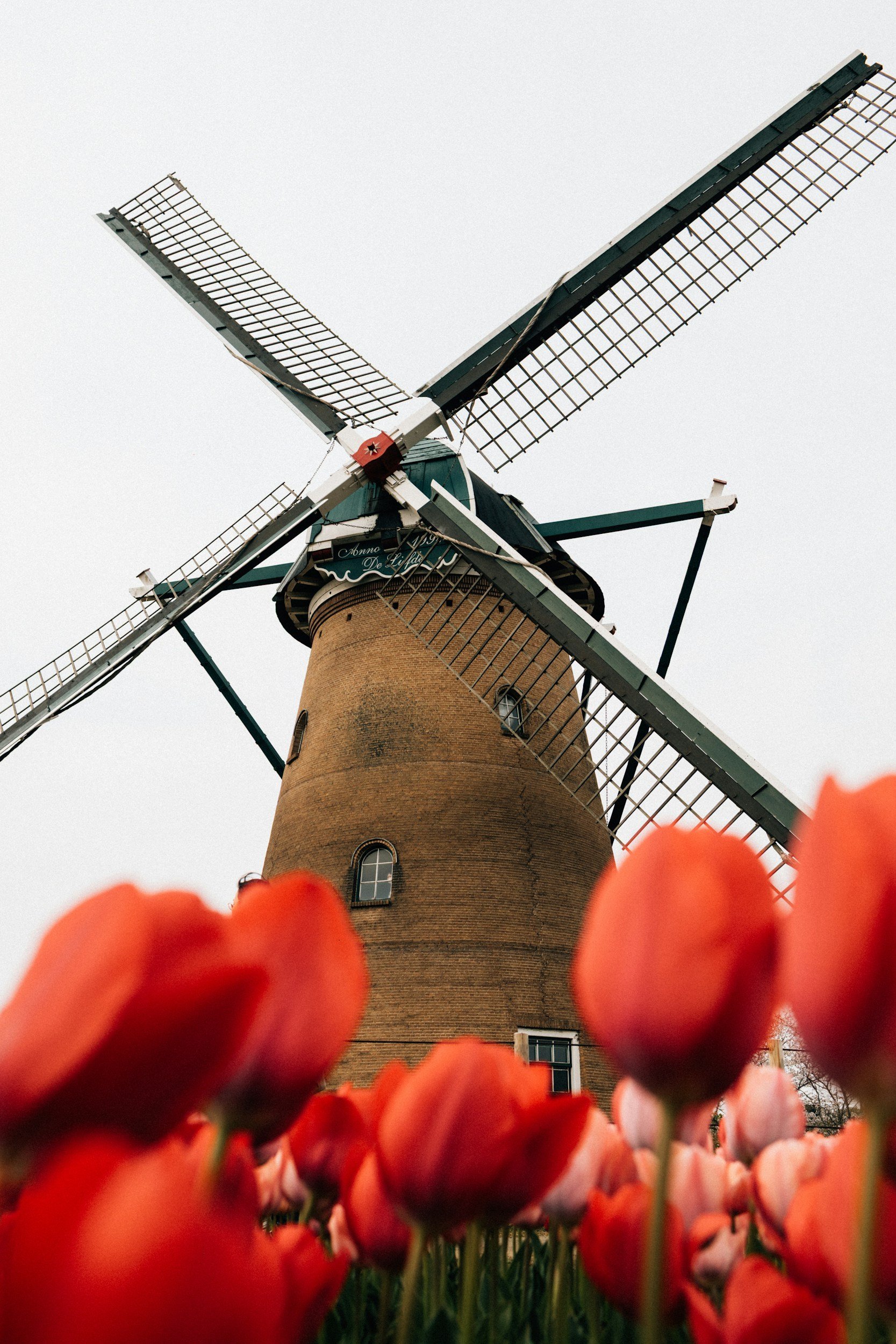 A view of a traditional Dutch windmill with orange tulips in the foreground and a cloudy sky in the background.