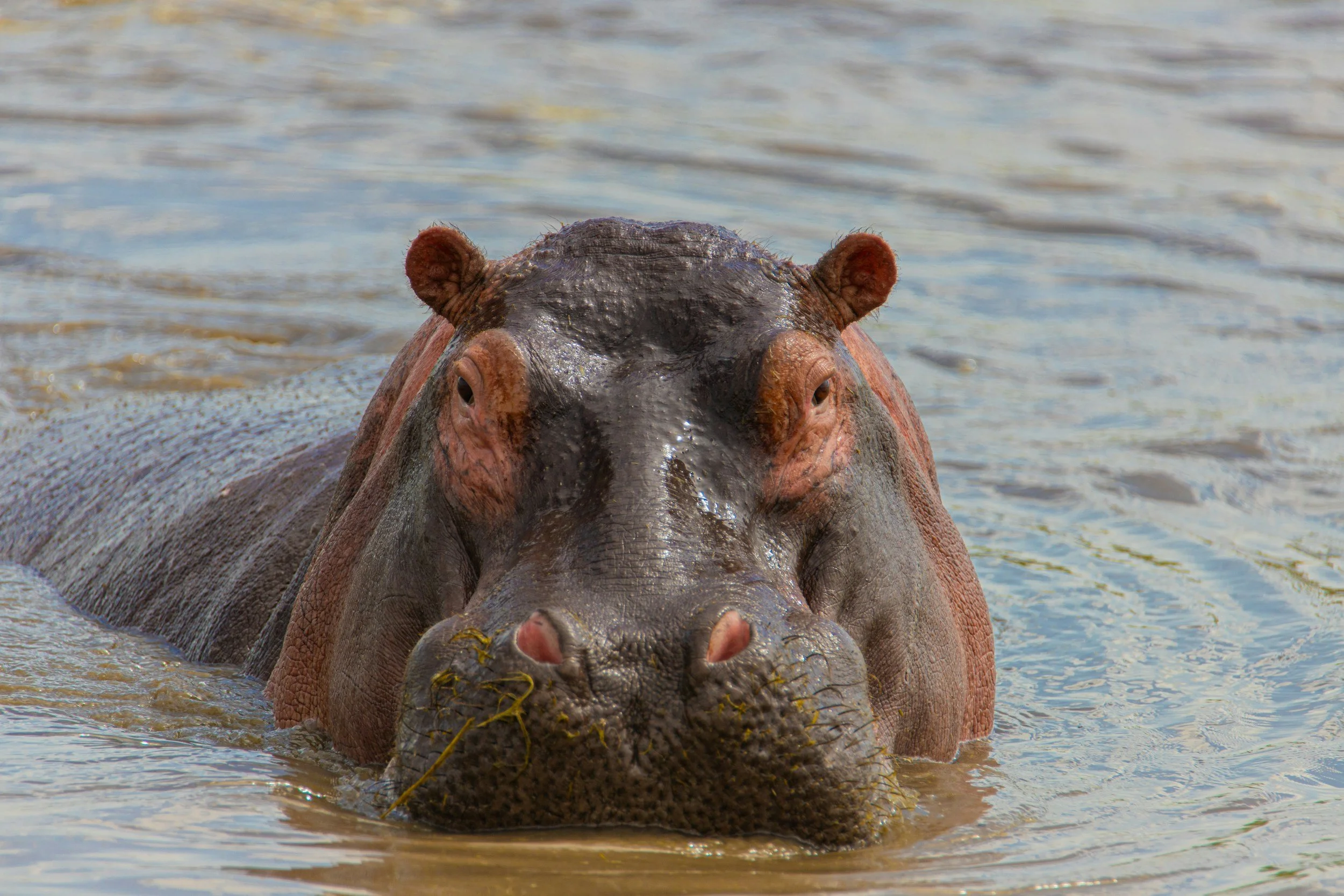 A hippopotamus submerged in water with only its head visible.