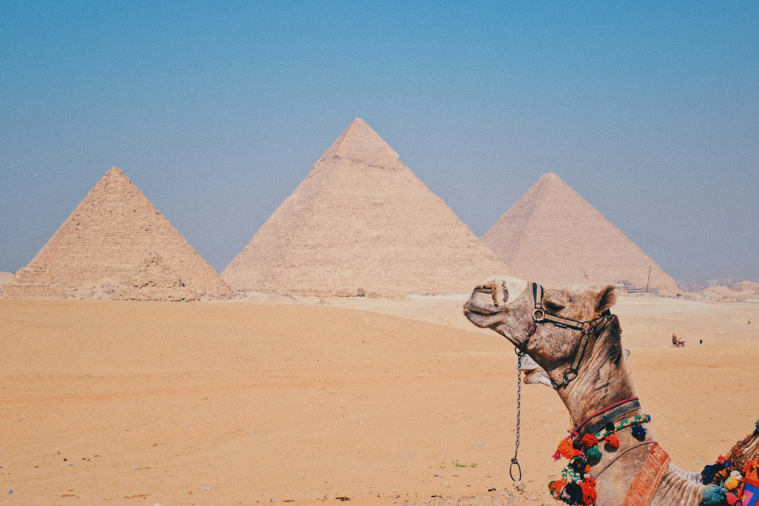 Camel with colorful decorations in the desert, pyramids in the background under a clear blue sky.
