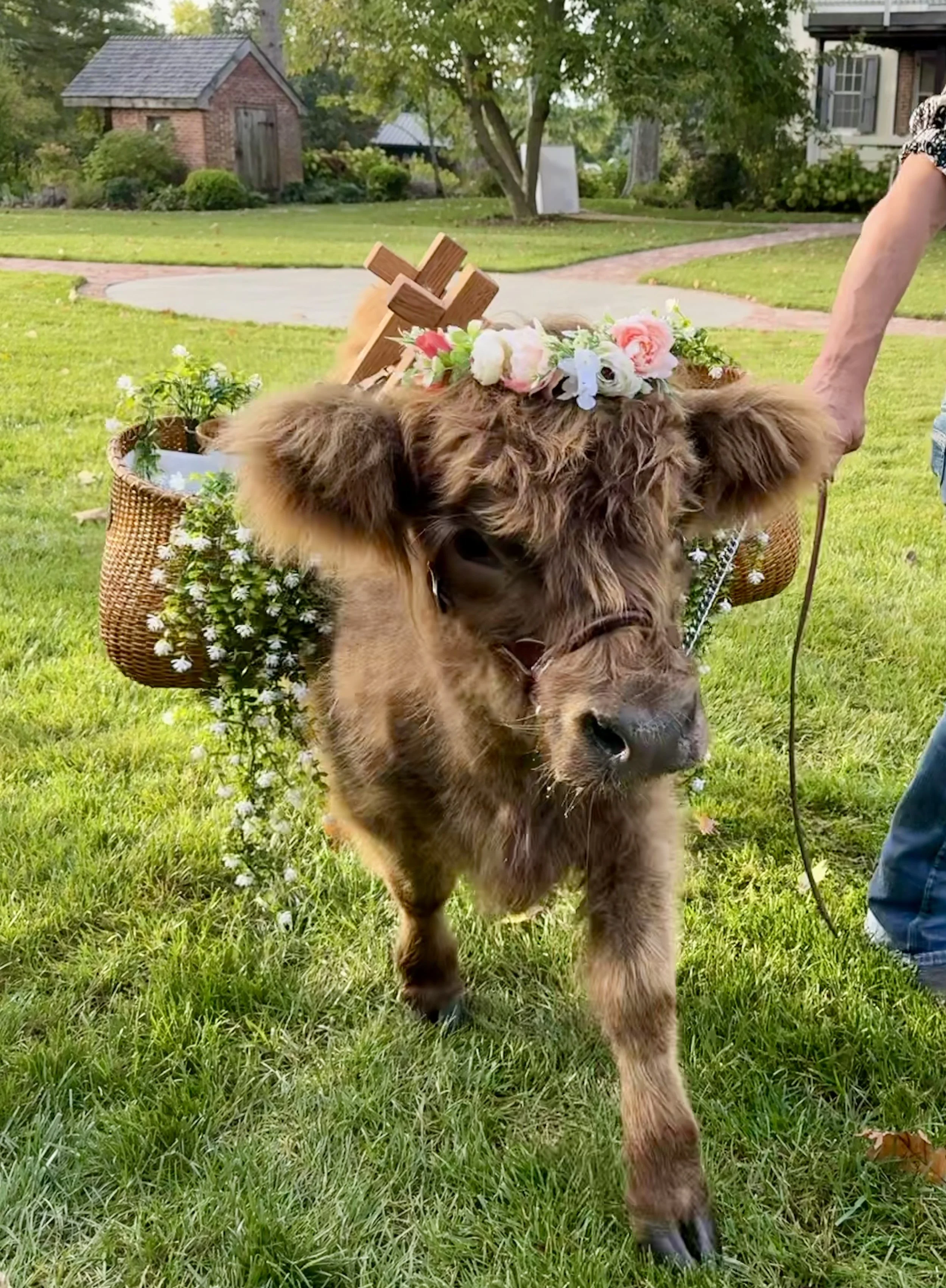 A young woman in a white dress holding a leash attached to a small black cow decorated with white flowers and green leaves. They are outside on green grass with a white fence and some trees in the background under a clear blue sky.