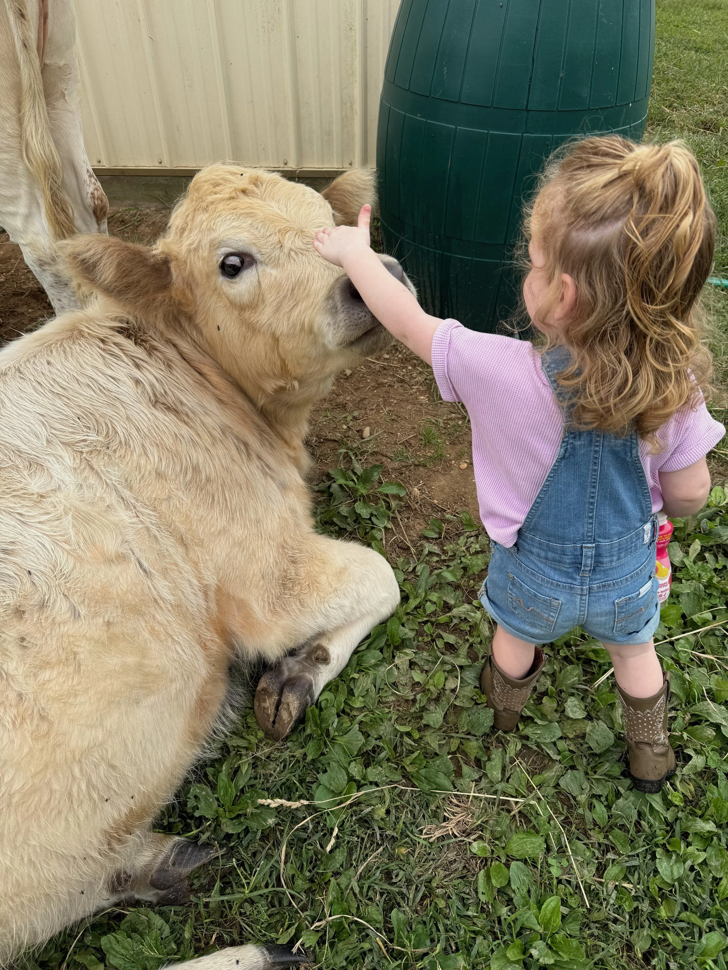 A young girl with curly red hair, wearing a pink shirt, denim overalls, and cowboy boots, reaching out to touch the nose of a sitting calf with cream-colored fur, in a farmyard setting with green grass and a beige metal building wall.