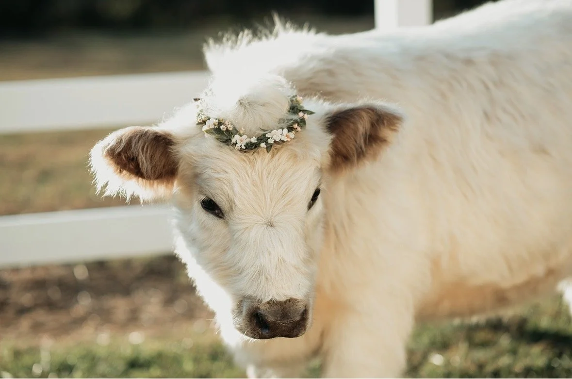 Close-up of a young, light-colored calf with a floral wreath around its head, standing outdoors near a white fence.