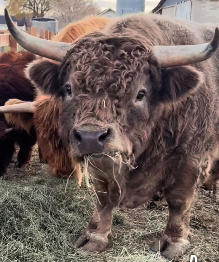 A large bison with thick brown fur and curved horns standing outdoors near a fence, with some house structures and trees visible in the background.
