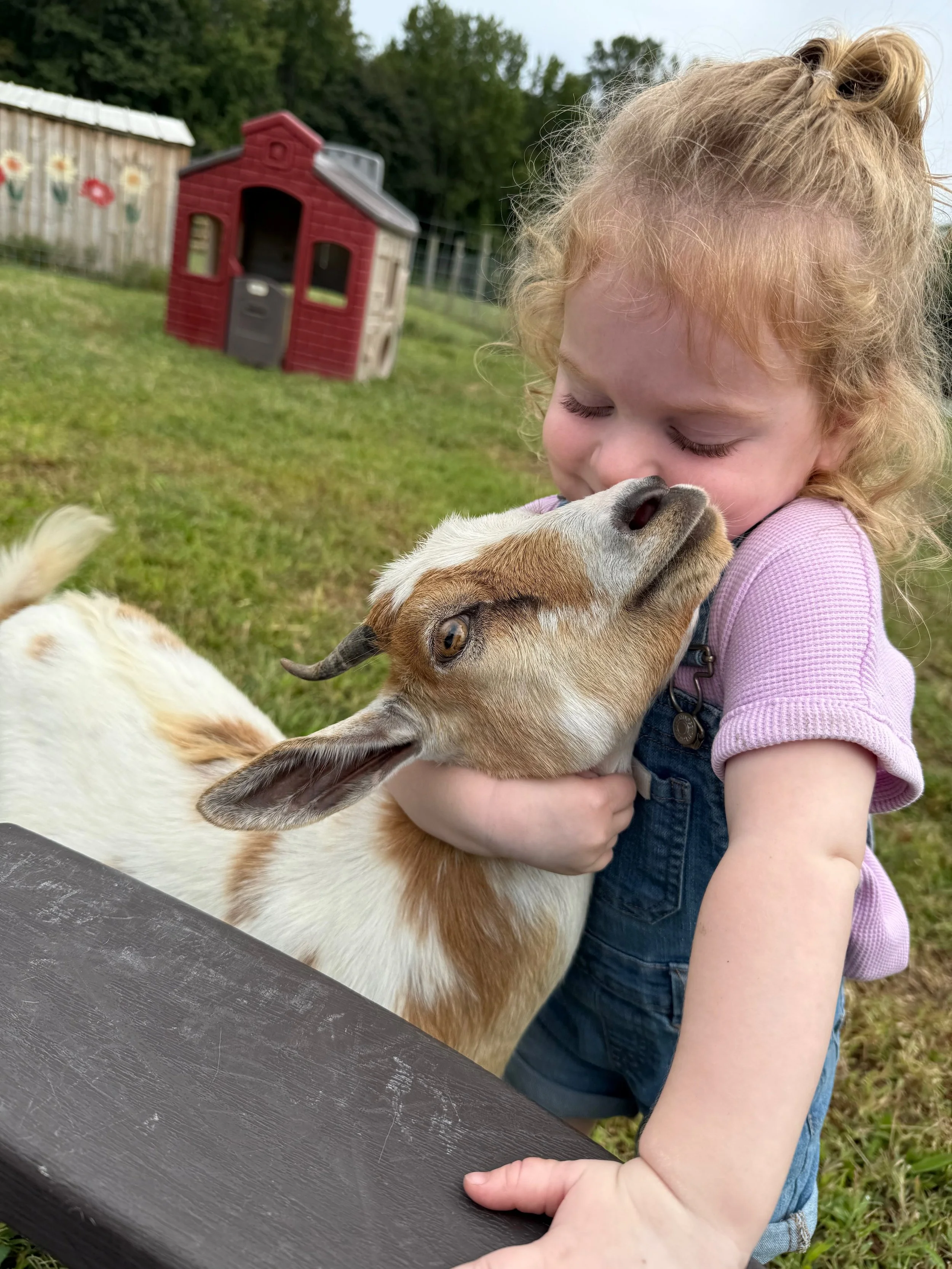 A young girl with curly blonde hair holding and cuddling a baby goat outdoors in a grassy area, with a wooden fence, a shed with painted flowers, and trees in the background.
