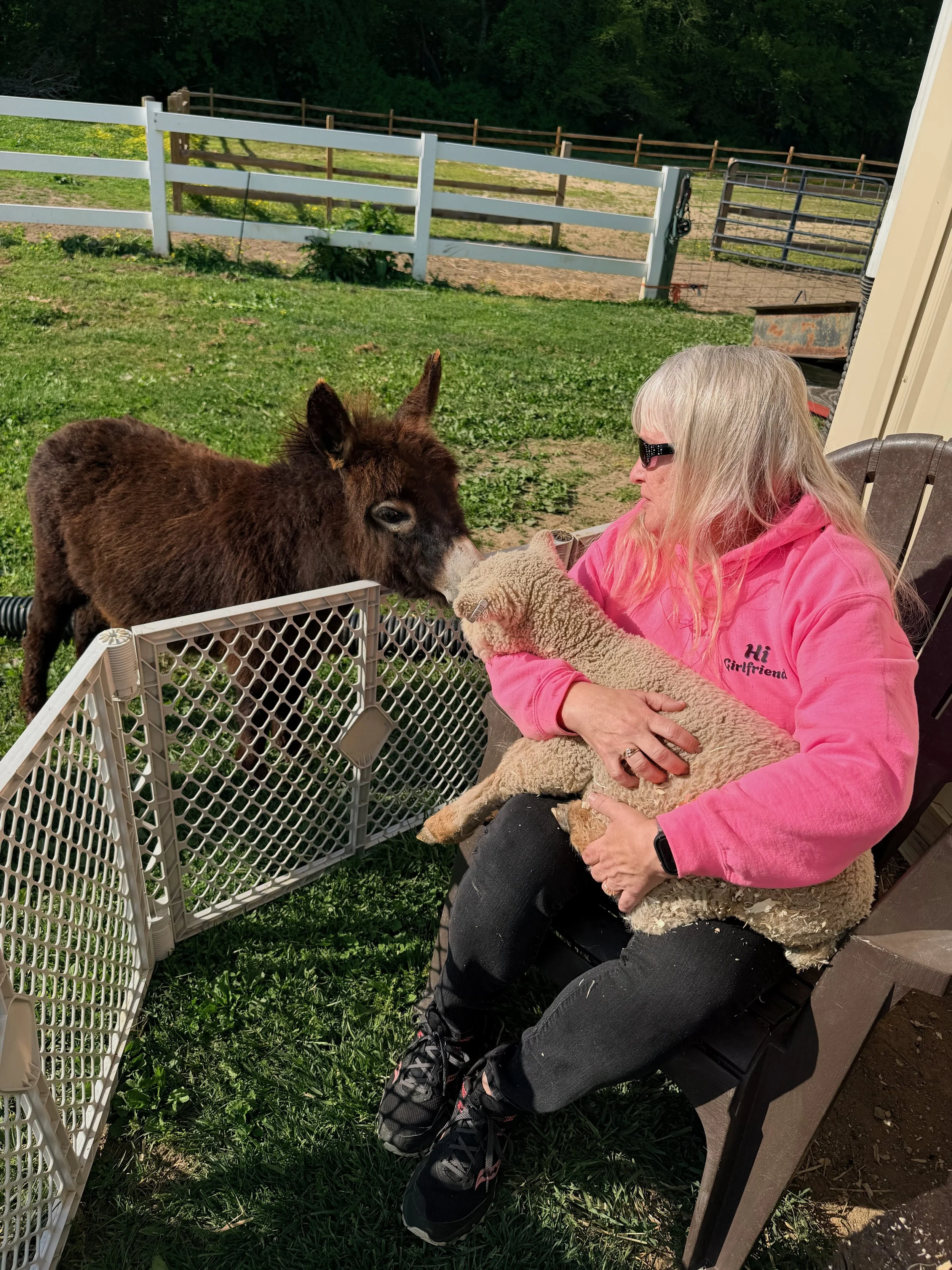 A woman with long gray hair, wearing sunglasses and a pink hoodie with the words 'Hi Girlfriend' on it, sitting on a bench, holding a small light-colored lamb, and feeding a small dark brown donkey through a white pet gate outside.
