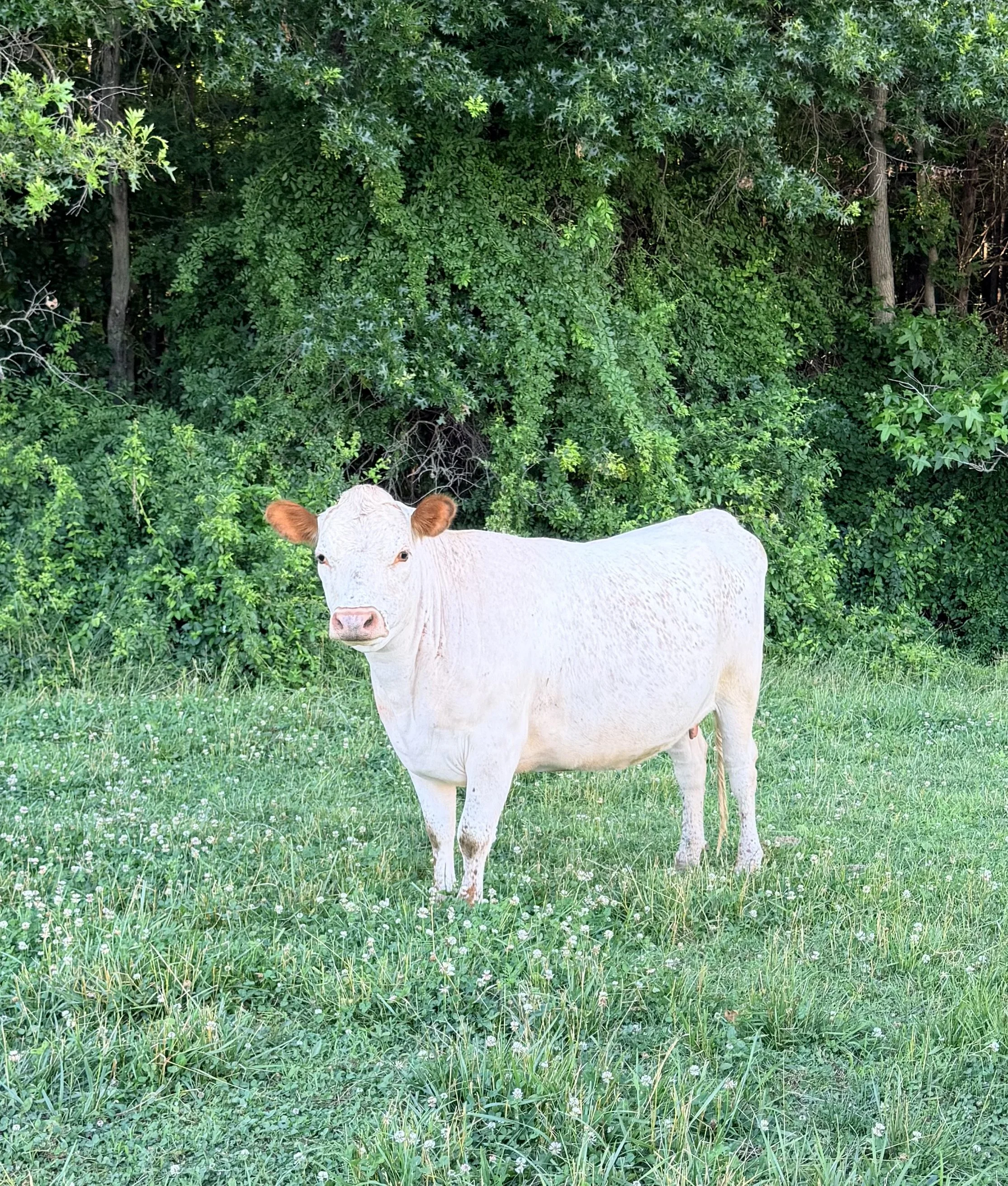 A white cow standing in a green grassy field with dense green trees in the background.