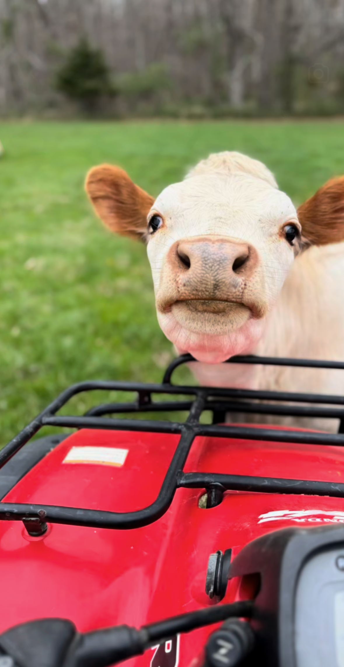 Close-up of a calf's face peering over the front of a red all-terrain vehicle (ATV), with green grass and trees in the background.