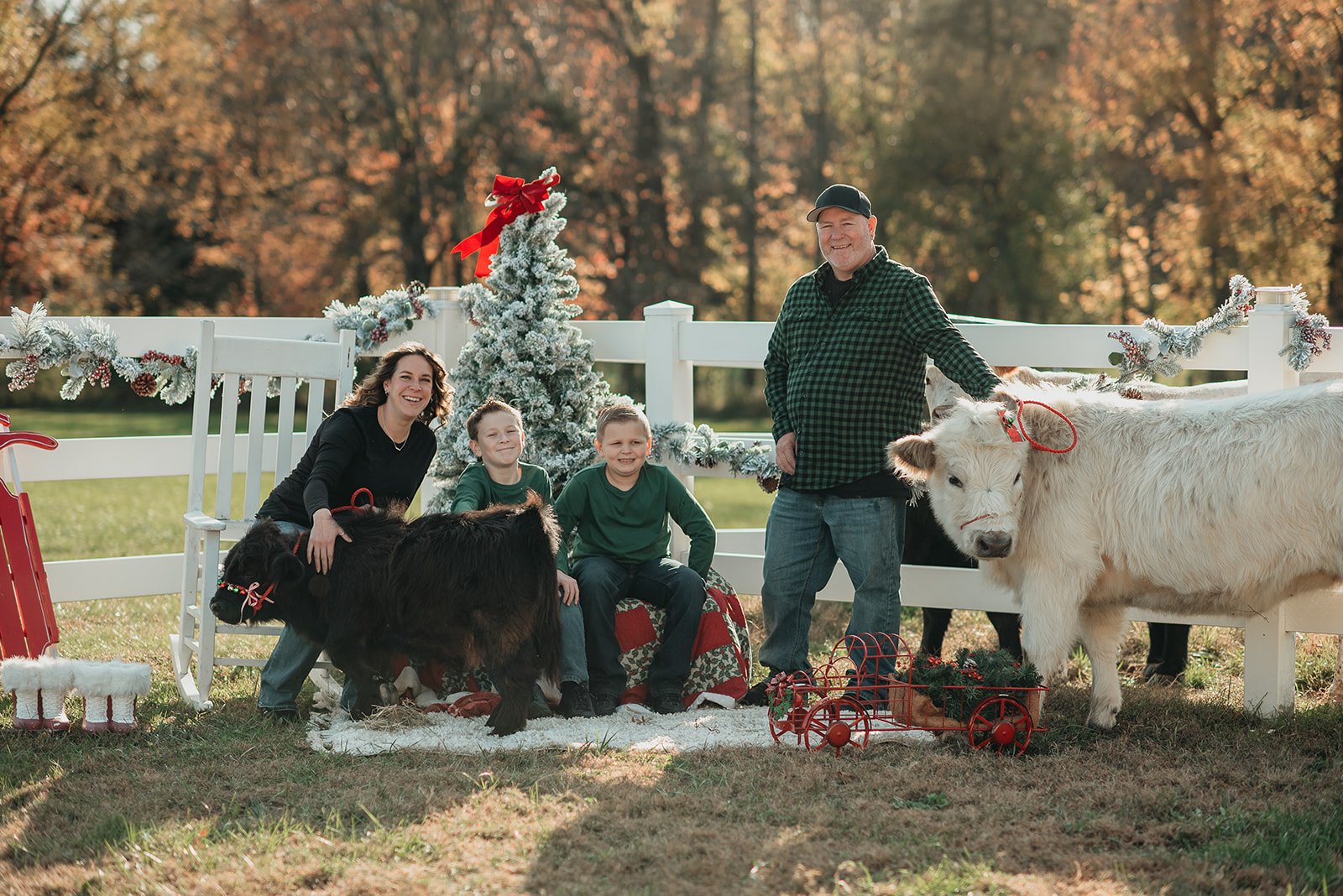 Family celebrating Christmas outdoors with two calves, Christmas tree, and holiday decorations, during daytime.