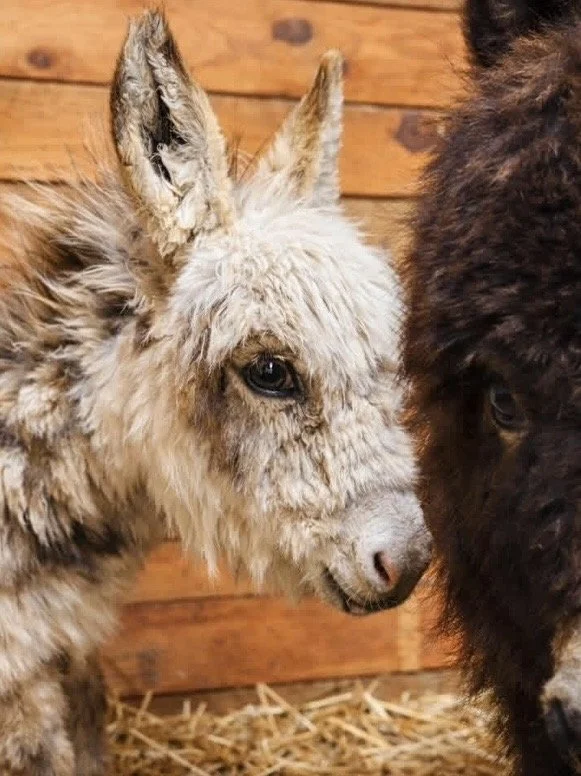 A fluffy baby llama with light-colored fur, standing next to a larger, darker animal, possibly a horse, inside a wooden barn with hay on the floor.