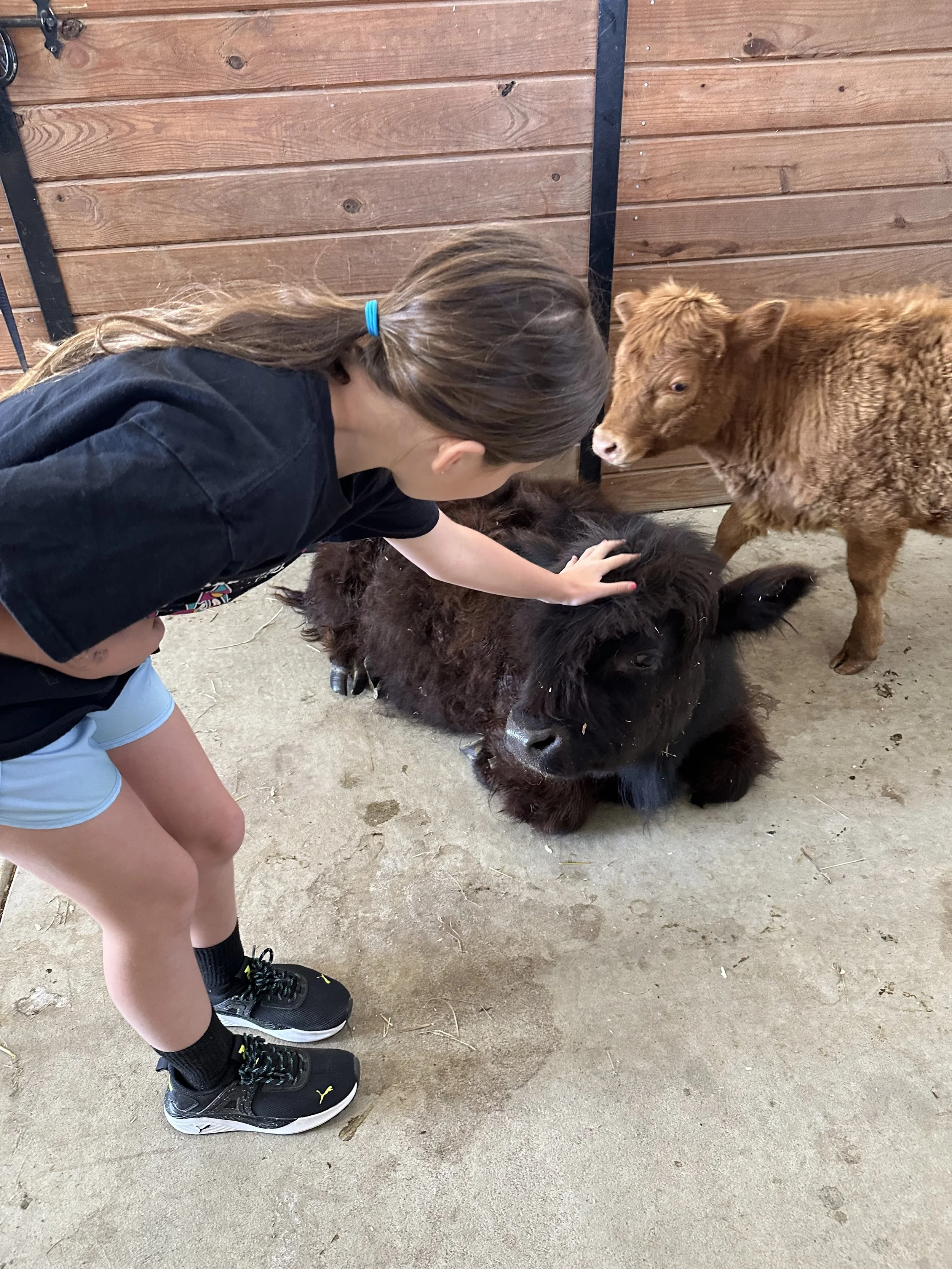 A girl petting a small black calf inside a barn with wooden walls.
