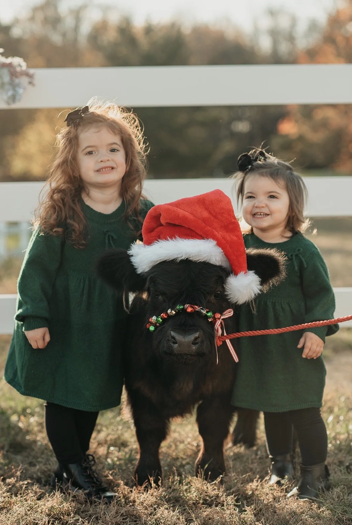 Two young girls in green dresses standing next to a small black calf wearing a Santa hat and a red leash, outdoors near a white fence during fall.