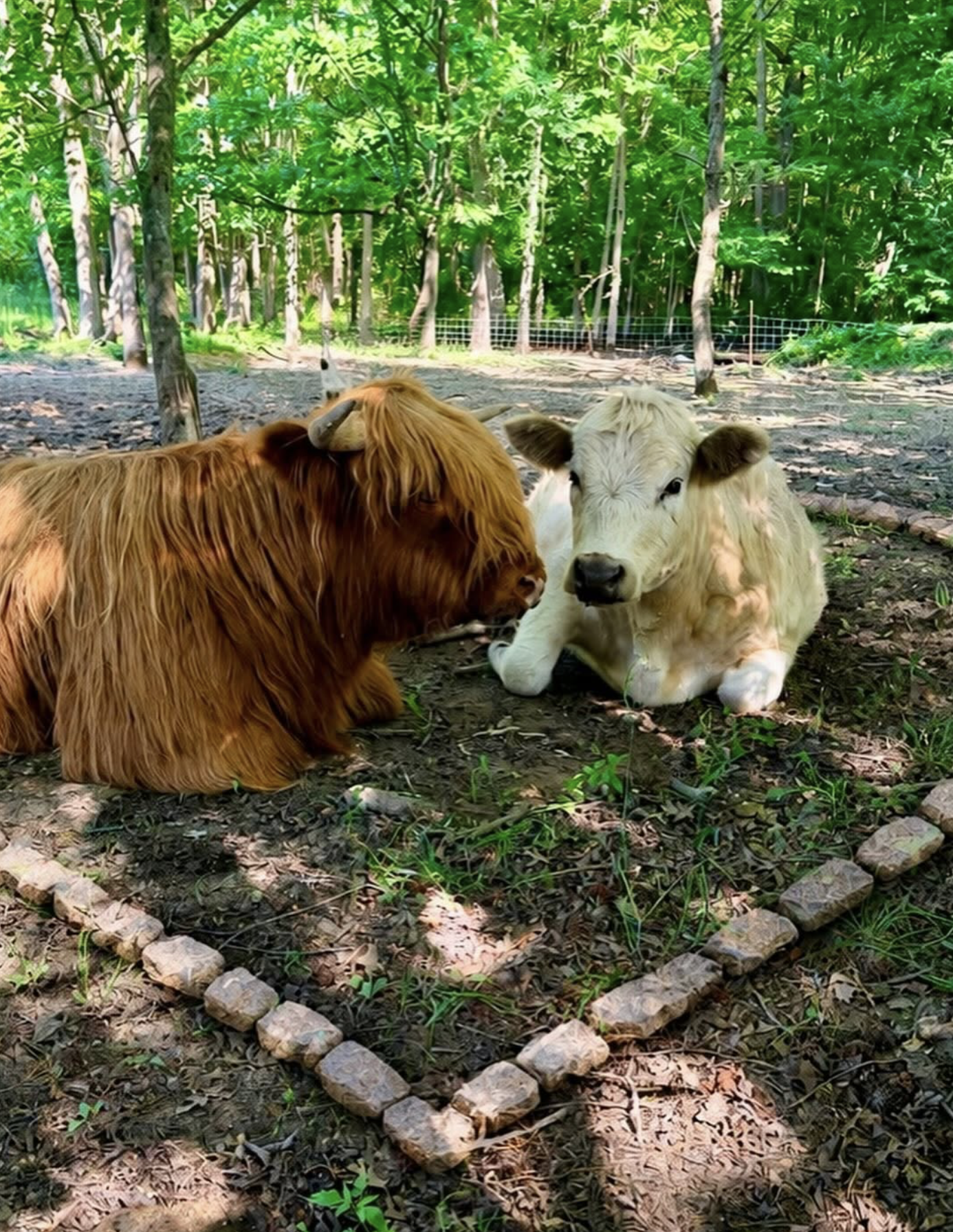 Two cows resting on a forest floor among trees, with one brown and the other white, near a small fence.