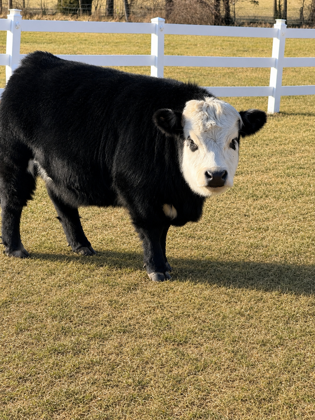 Young black and white calf standing on grassy field with white fence in the background.