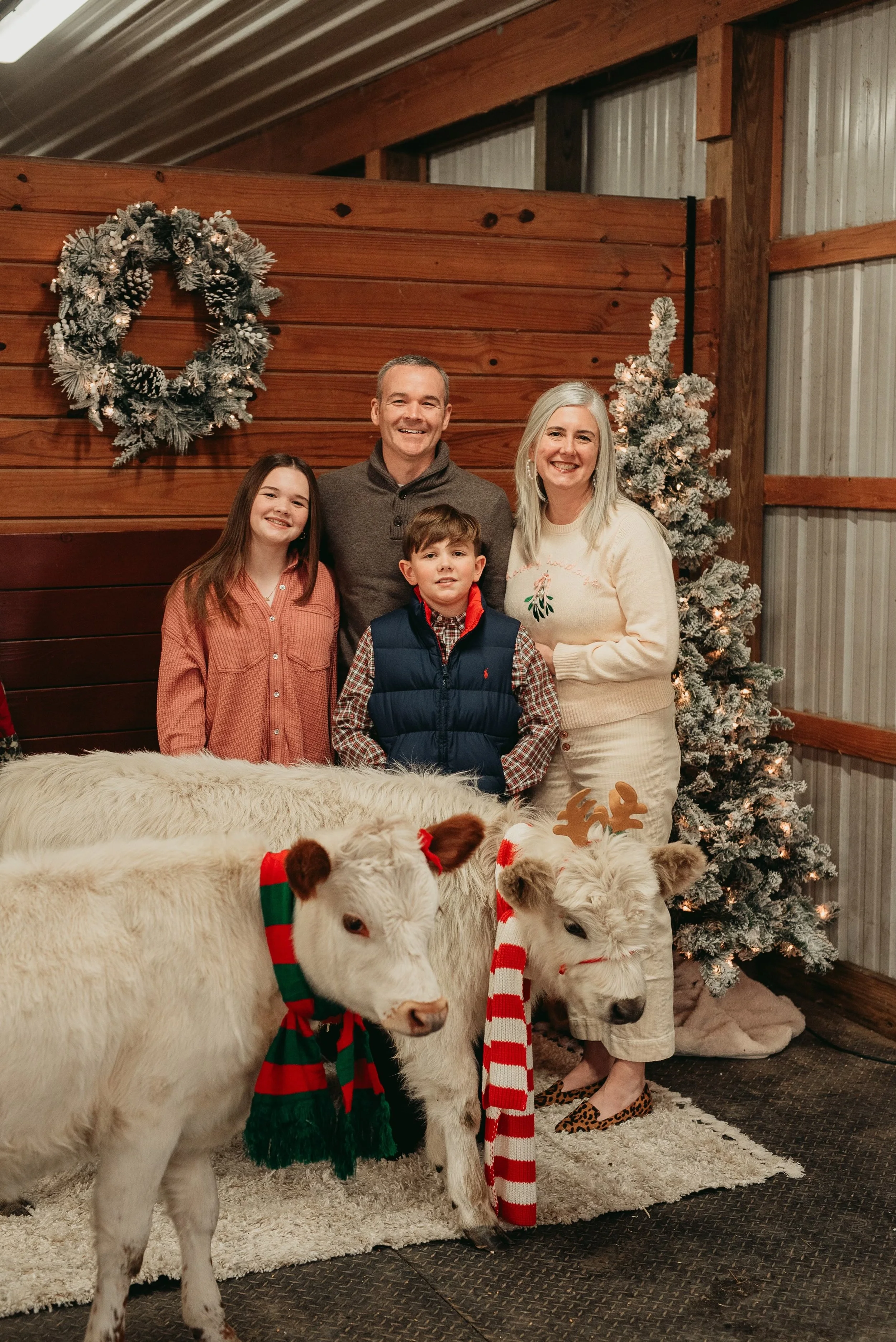 A family of four, including a man, woman, and two children, stands in front of Christmas decorations, including a wreath and a decorated tree. Two calves with holiday scarves are in the foreground. The setting appears to be a rustic indoor farm or barn, decorated for Christmas.