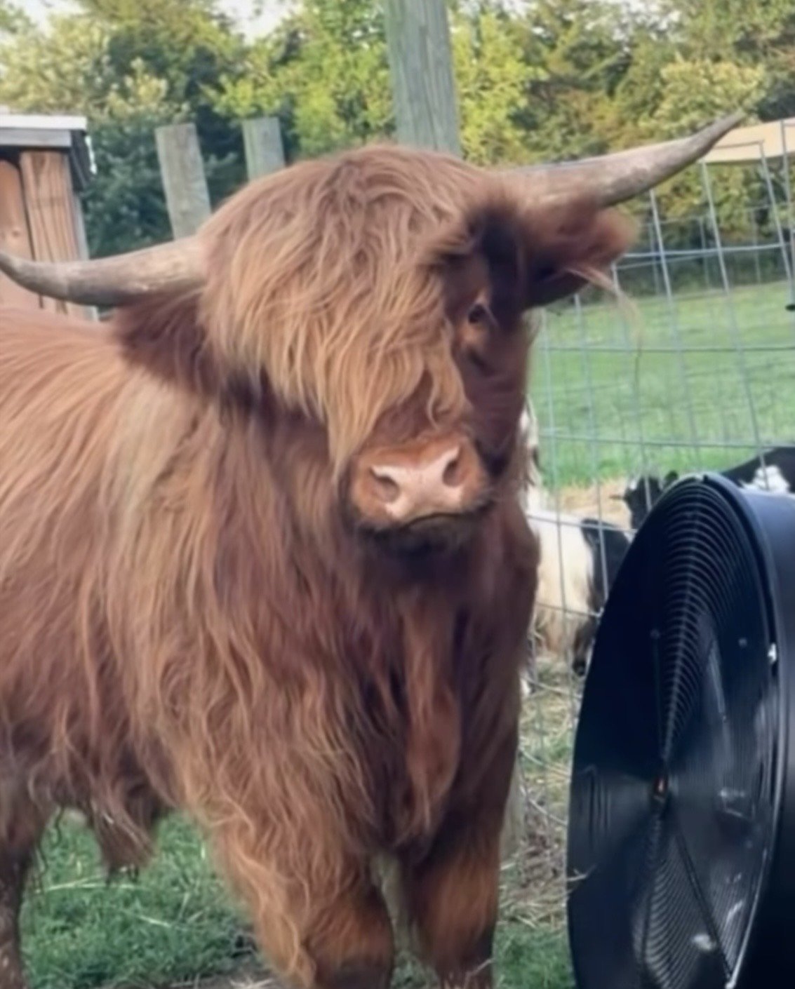 A Highland cow with brown shaggy hair and long horns looking at a black fan outdoors near a wire fence.