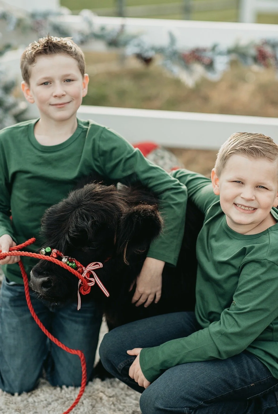 Two boys with light skin, wearing green shirts, sitting with a black cow with a red rope halter decorated with bells and a pink bow, on a gray carpet in a farm or barn setting.