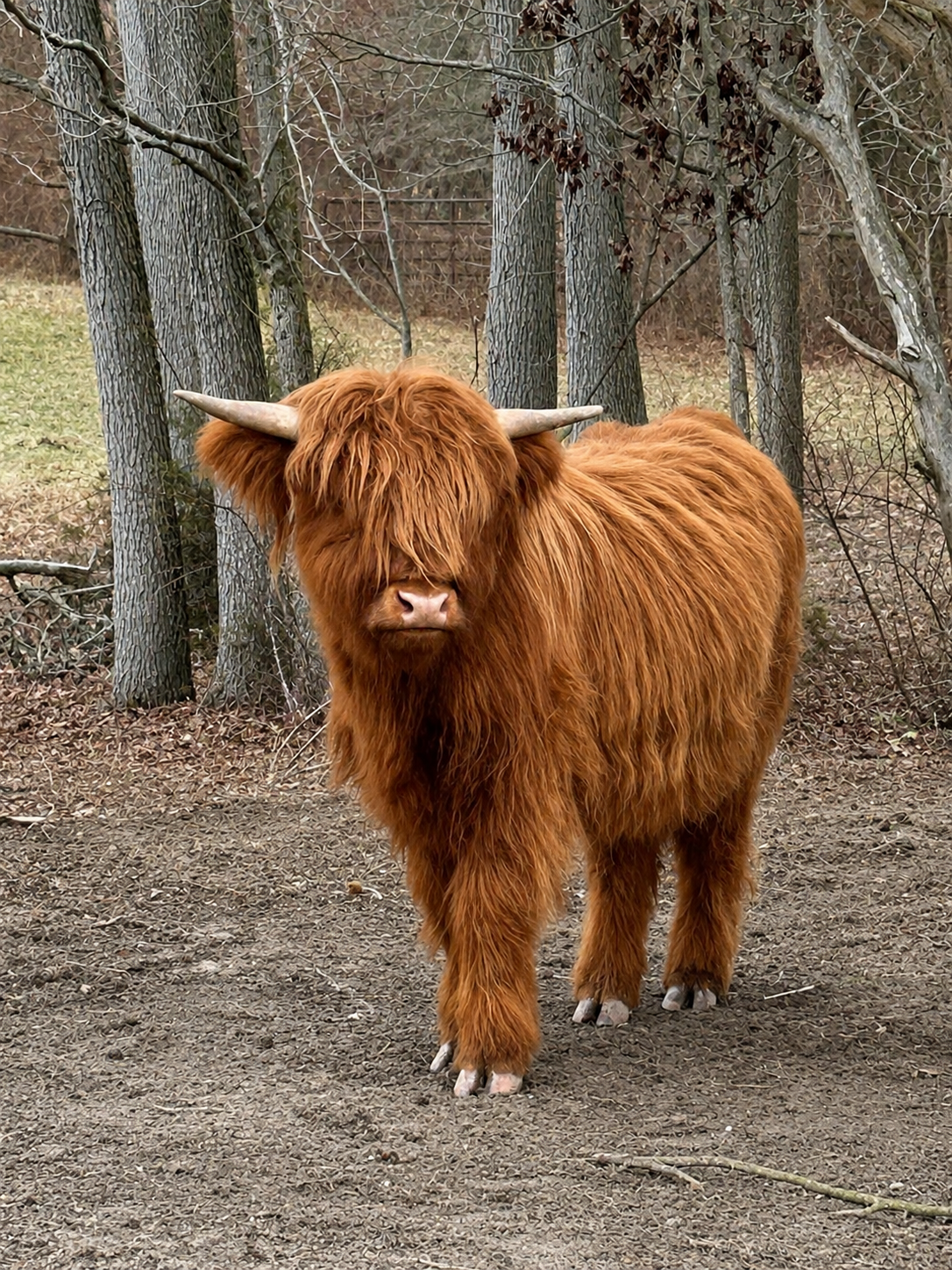 A Highland cow with long, shaggy reddish-brown fur and large curved horns standing on a dirt ground in front of leafless trees and a wire fence.