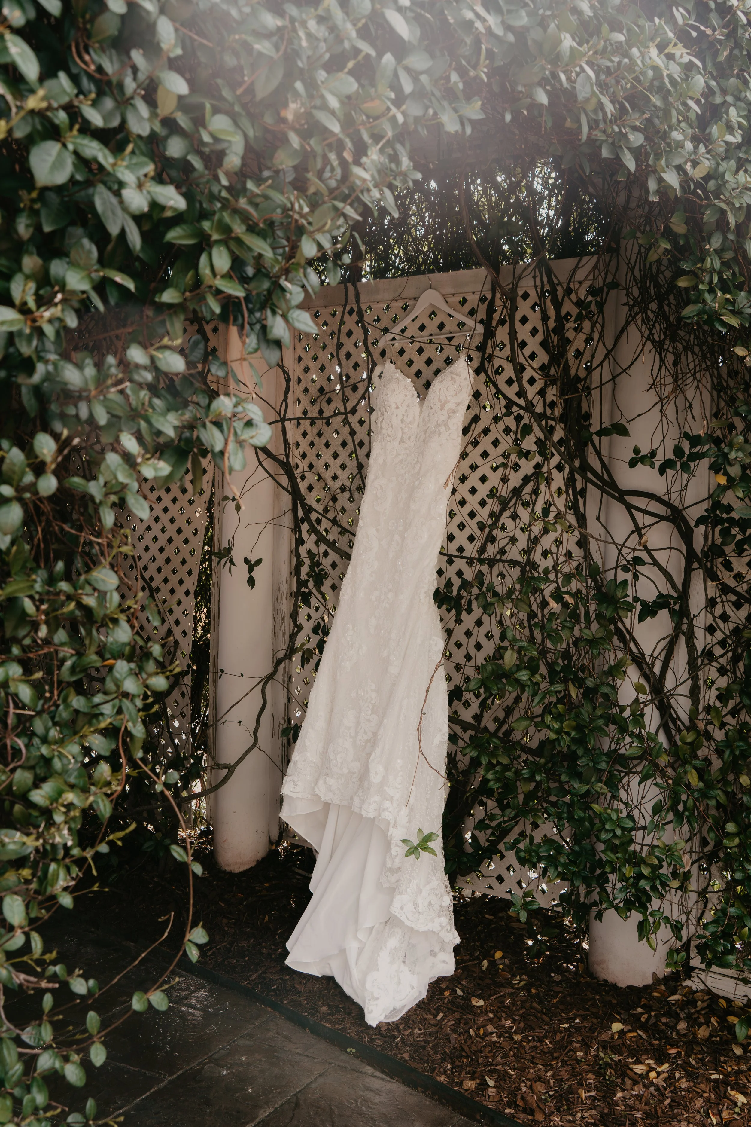 A white wedding dress hanging on a white hanger on a lattice fence, surrounded by green leafy vines and foliage, with sunlight filtering through.