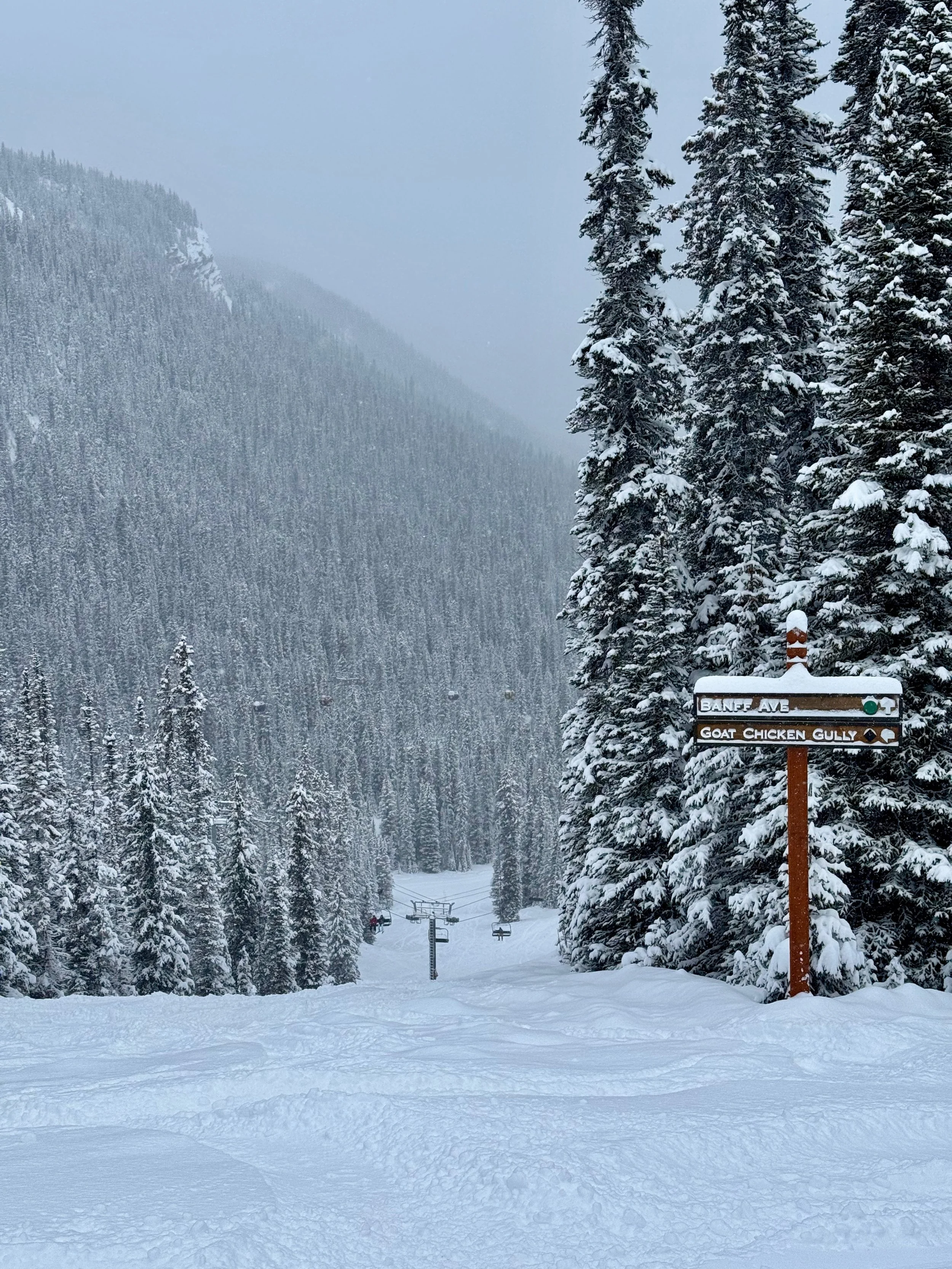 Fresh Powder on November 24, 2025 even at lower elevations in Banff Sunshine Village