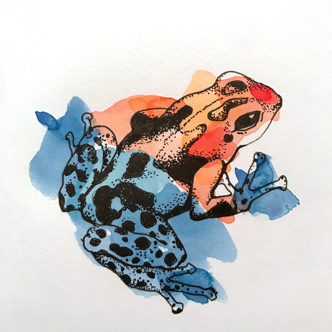 Frog_WEB-1.jpg