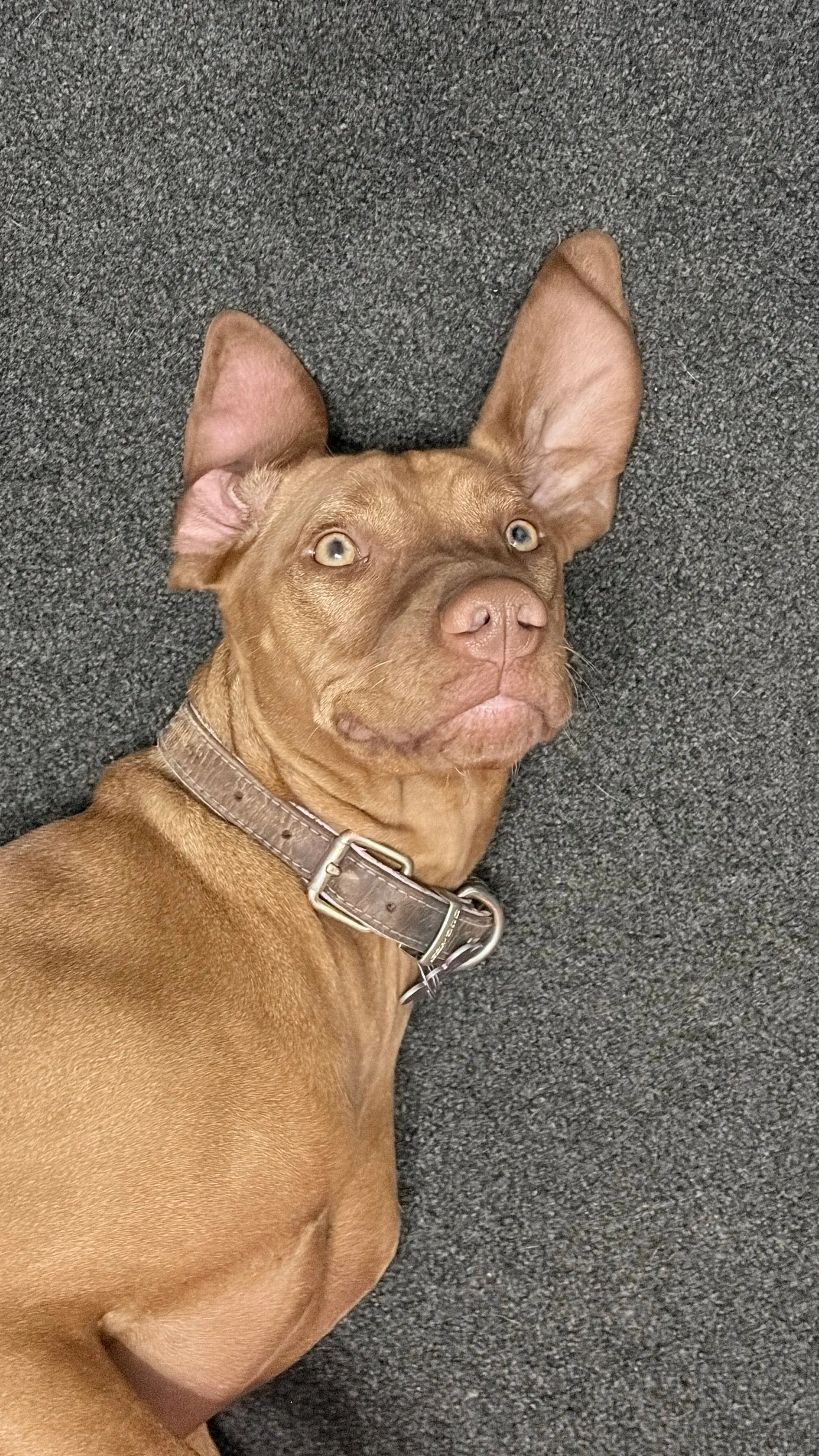 A brown dog with large ears and yellow eyes lying on a dark gray carpet.