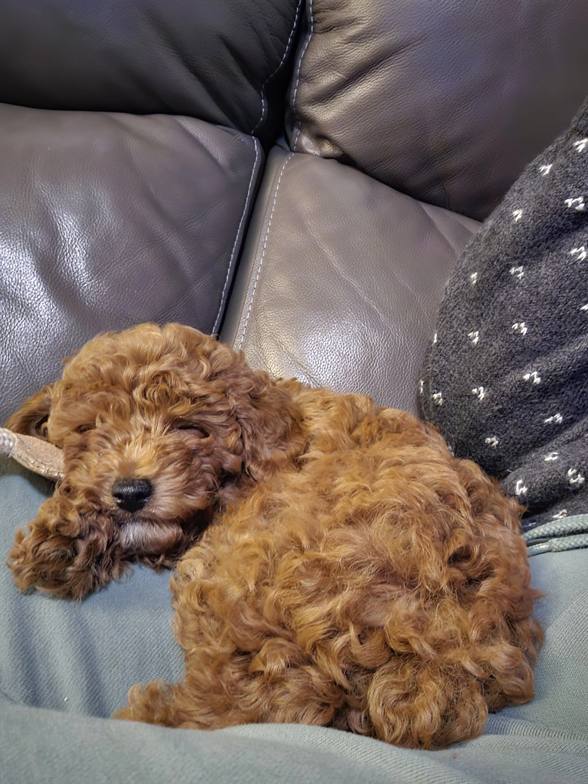 Training a Therapy Dog: What My Puppy Is Teaching Me About Purpose