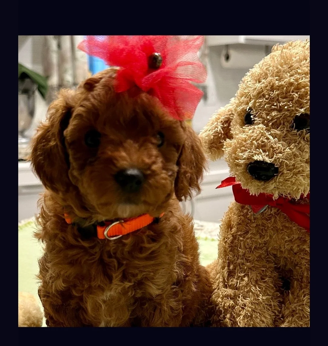 Miniature Poodle Puppy at 5 weeks next to stuffed animal