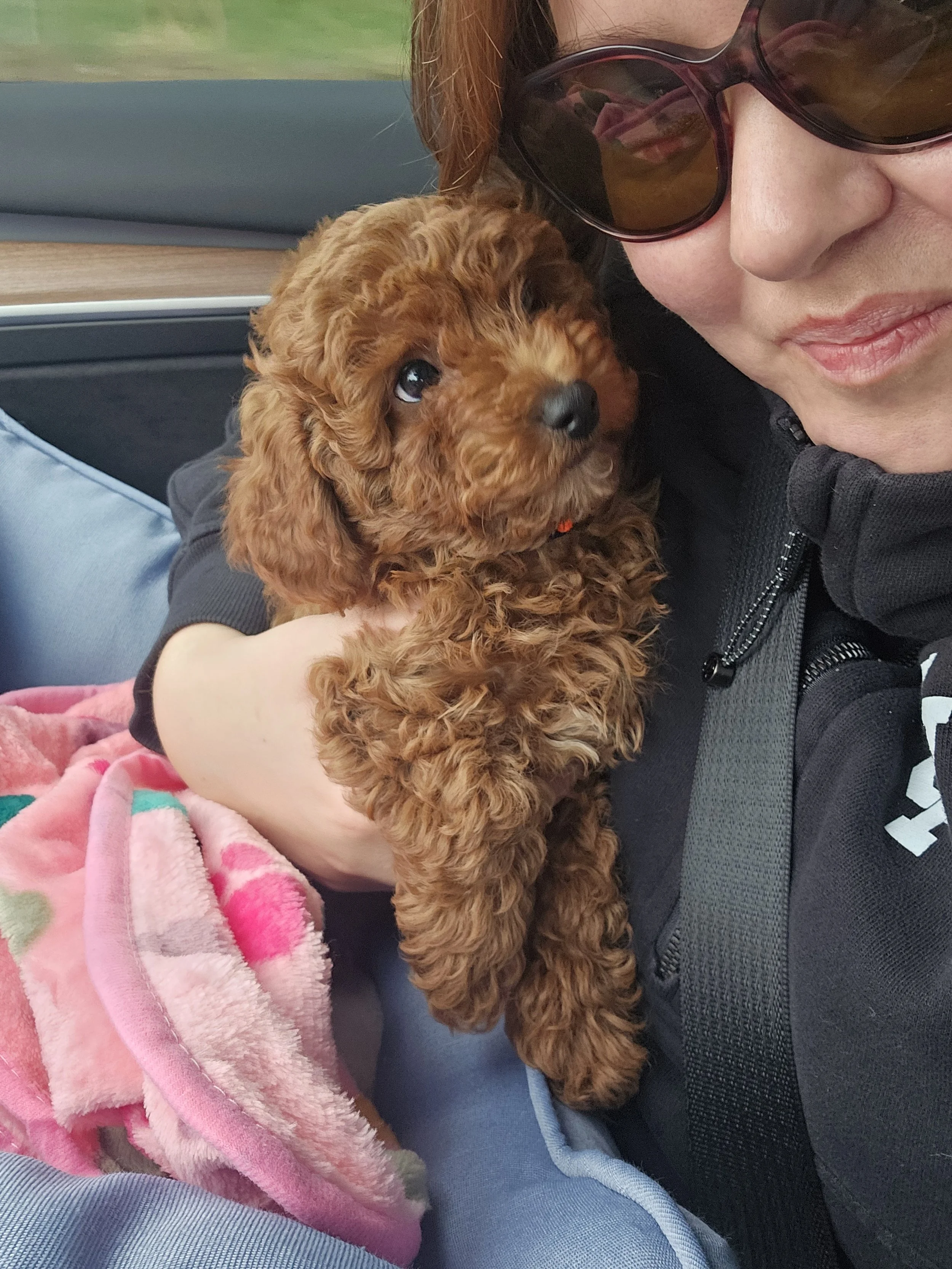 8 week old miniature poodle puppy on first day of meeting new family