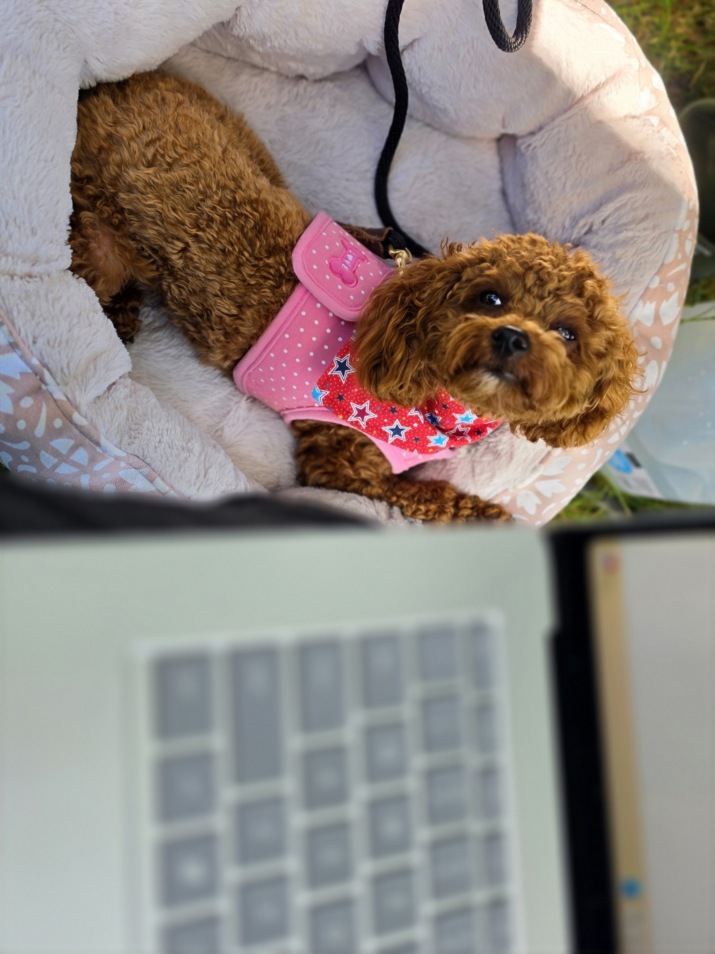 The Chief Happiness Officer finally taking a break after taking her responsibilities SO very seriously.