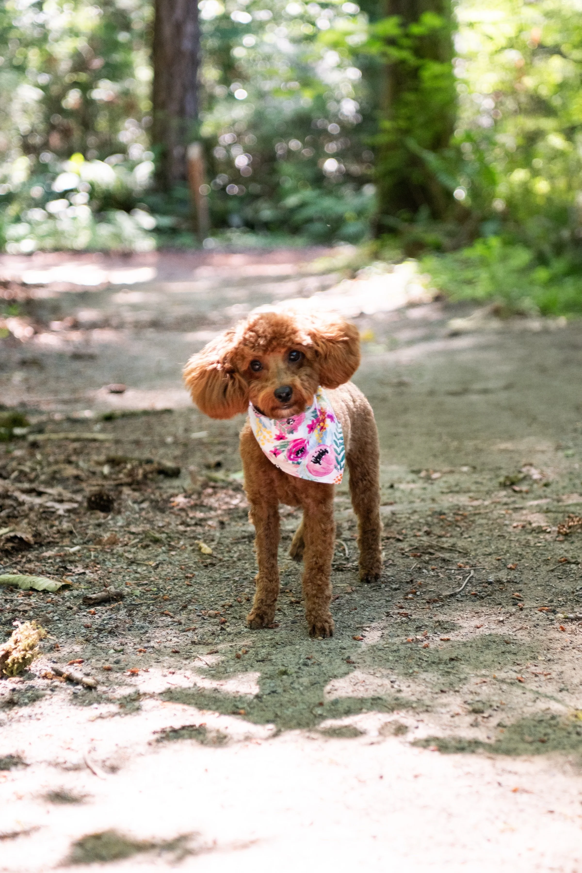 A small brown poodle with a colorful bandana standing on a forest trail surrounded by greenery and trees.