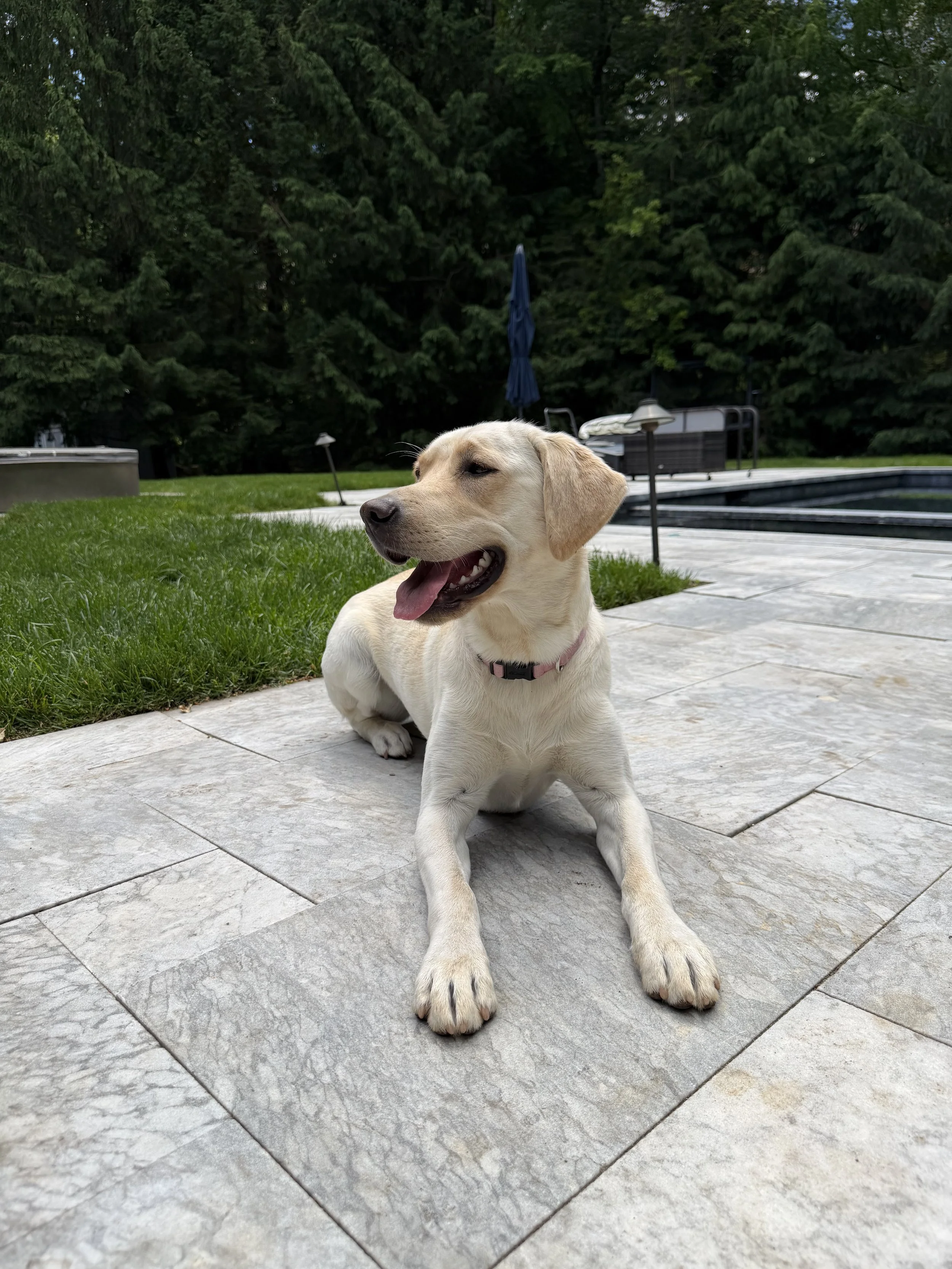 A yellow Labrador retriever puppy lying on a stone patio with a relaxed expression and tongue slightly out. In the background, there is a grassy lawn, trees, and outdoor furniture.