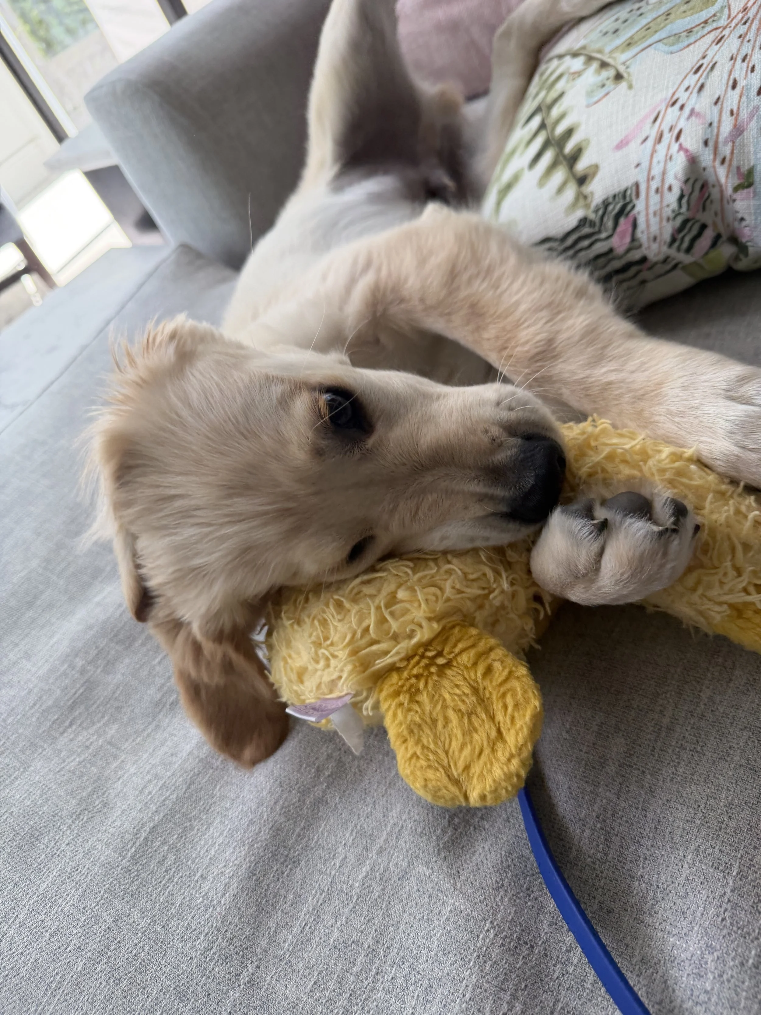 Puppy Training