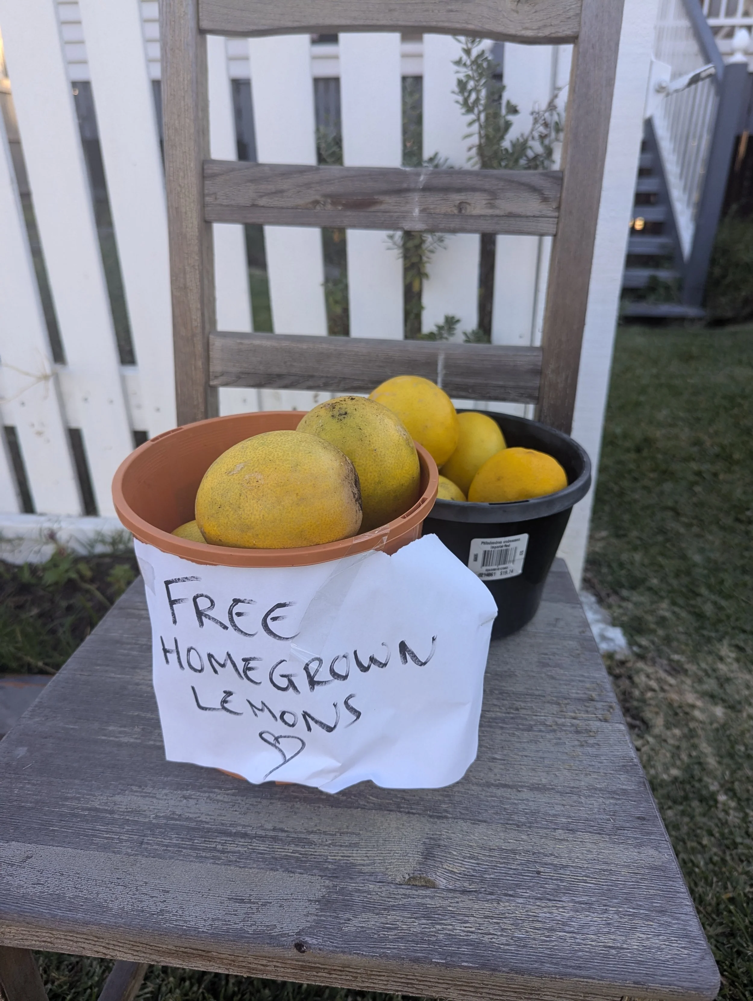 two plastic plant pots full of yellow lemons, sit on a chair. there is a white paper sign with black writing that says 'free homegrown lemons'