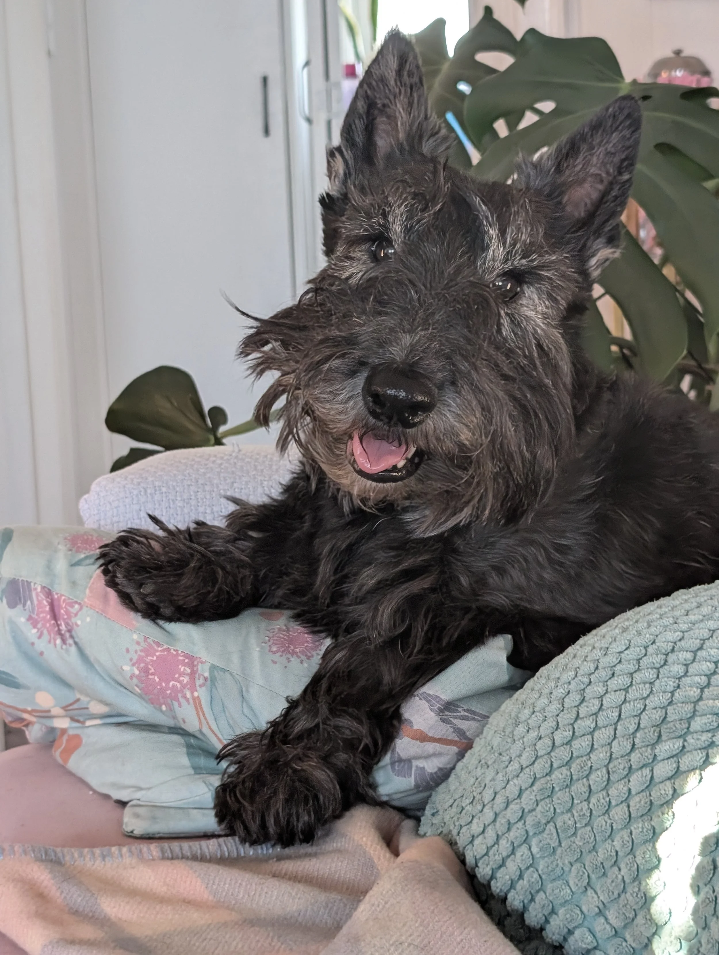 scottish terrier
